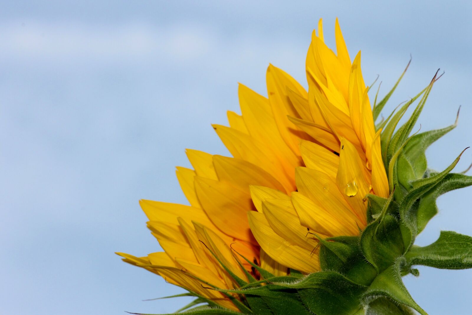 Canon EOS 1100D (EOS Rebel T3 / EOS Kiss X50) sample photo. Sunflower, blossom, bloom photography