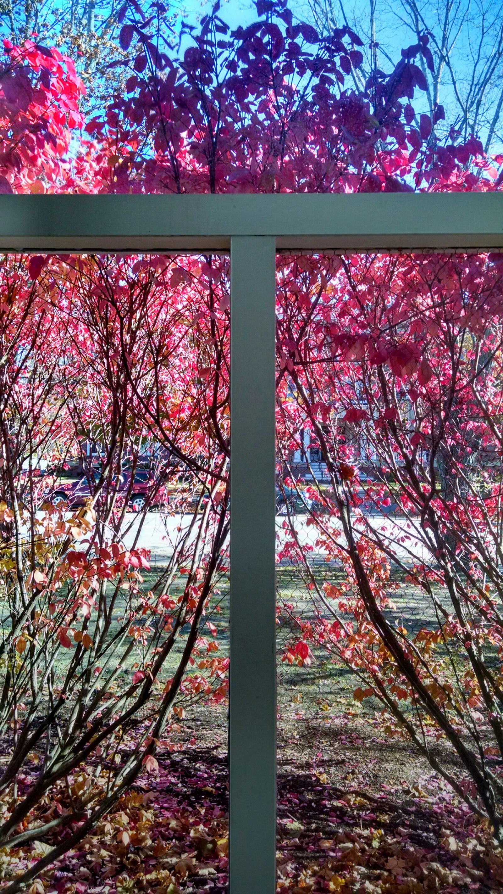 Motorola Moto X (1st Gen) sample photo. Leaves, tree, window photography