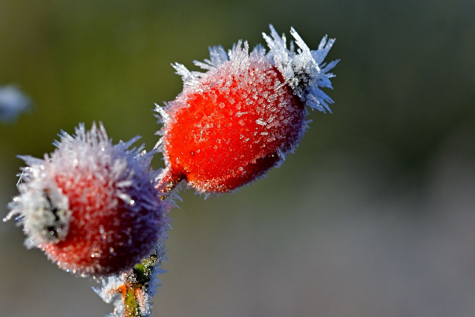 Nikon D5200 sample photo. Nature, rose hip, hoarfrost photography