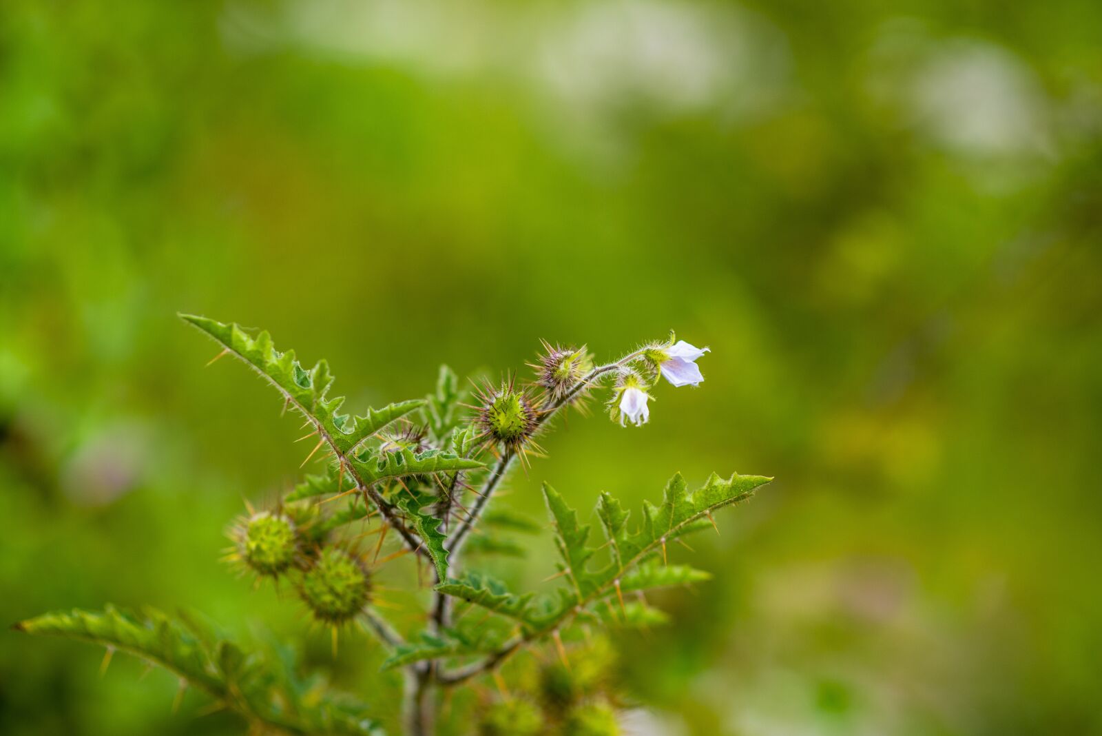 Nikon D600 sample photo. Wild flower, flower with photography