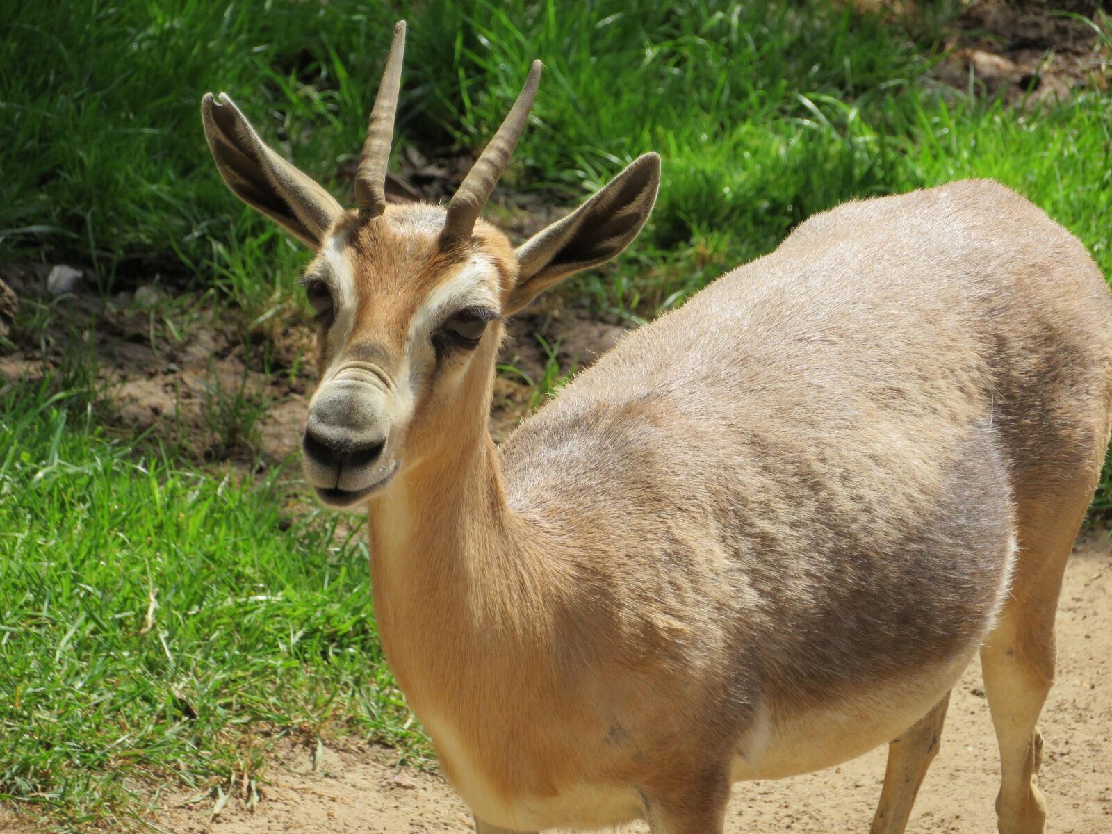 Canon PowerShot SX720 HS sample photo. Antelope, san diego zoo photography