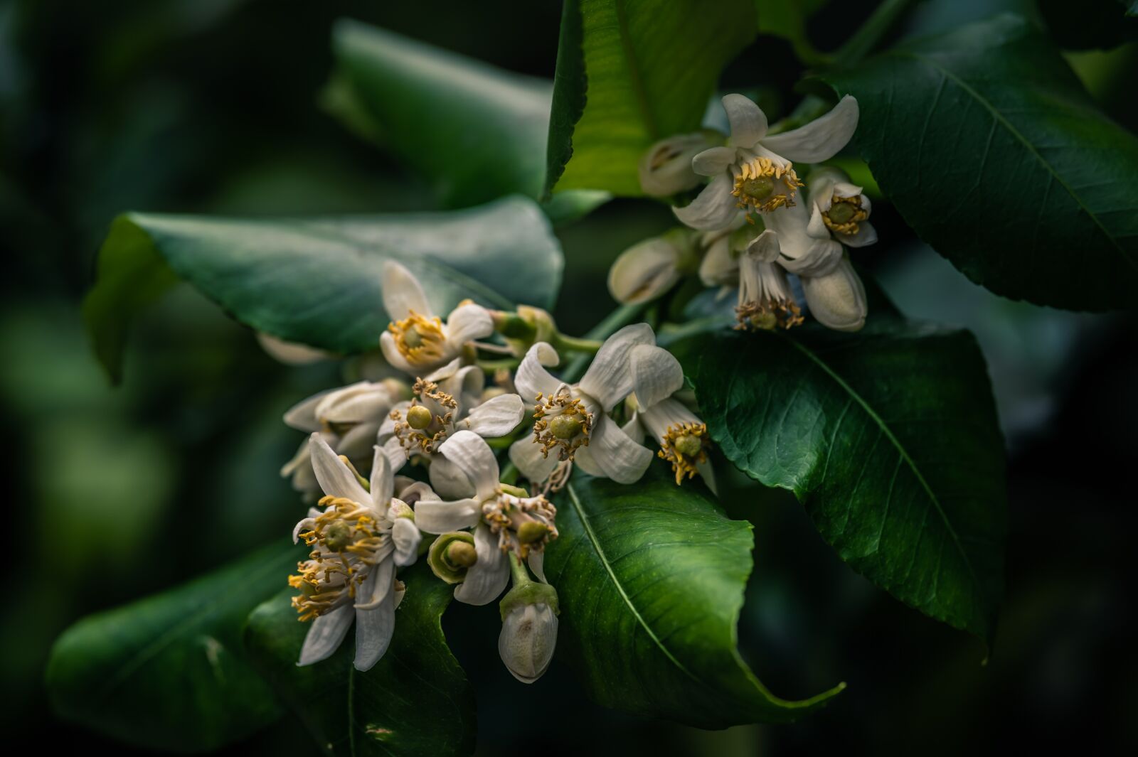 Nikon Z6 sample photo. Lemon, flower, garden photography