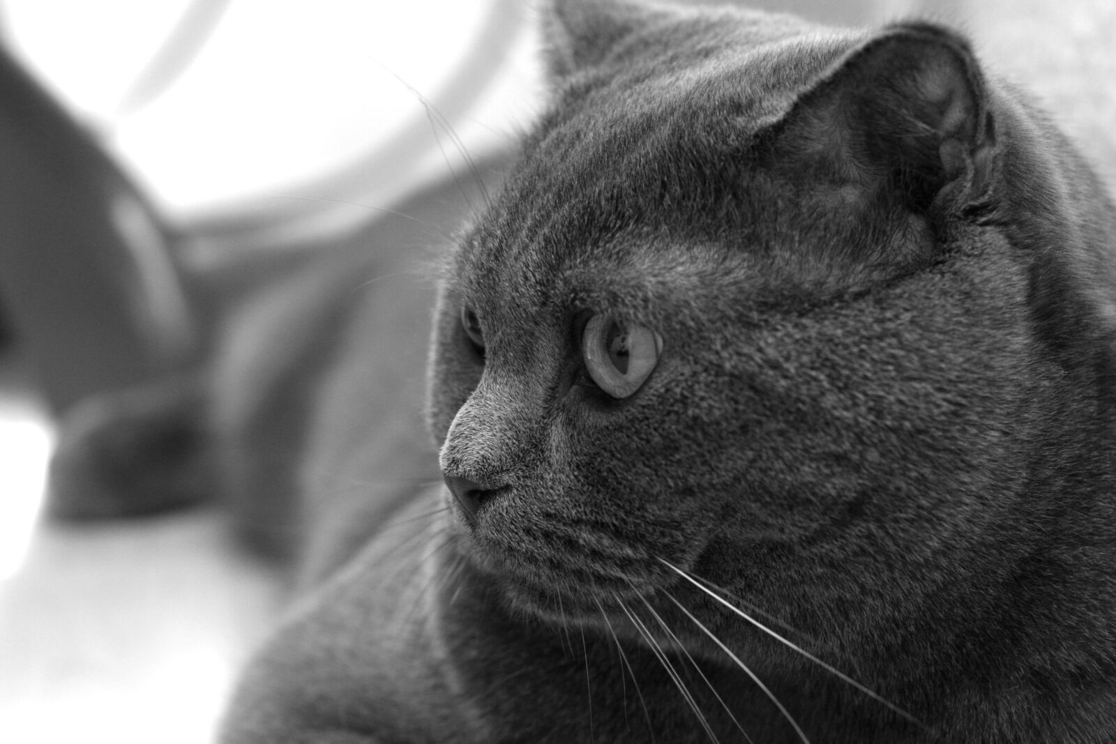 Canon EOS 40D sample photo. Cat, grey, animals photography