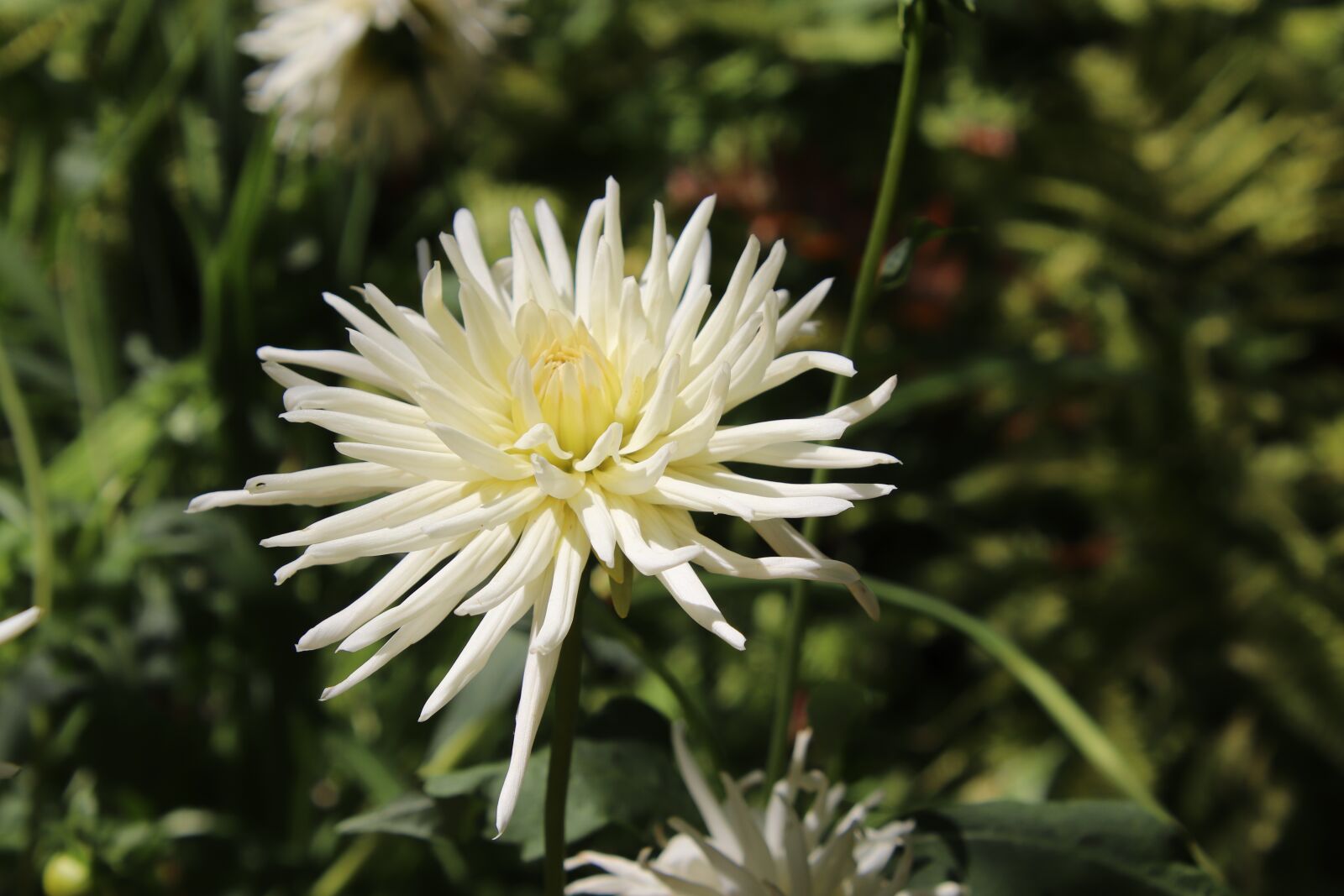 Canon EOS 800D (EOS Rebel T7i / EOS Kiss X9i) sample photo. Dahlias, flowers, plants photography