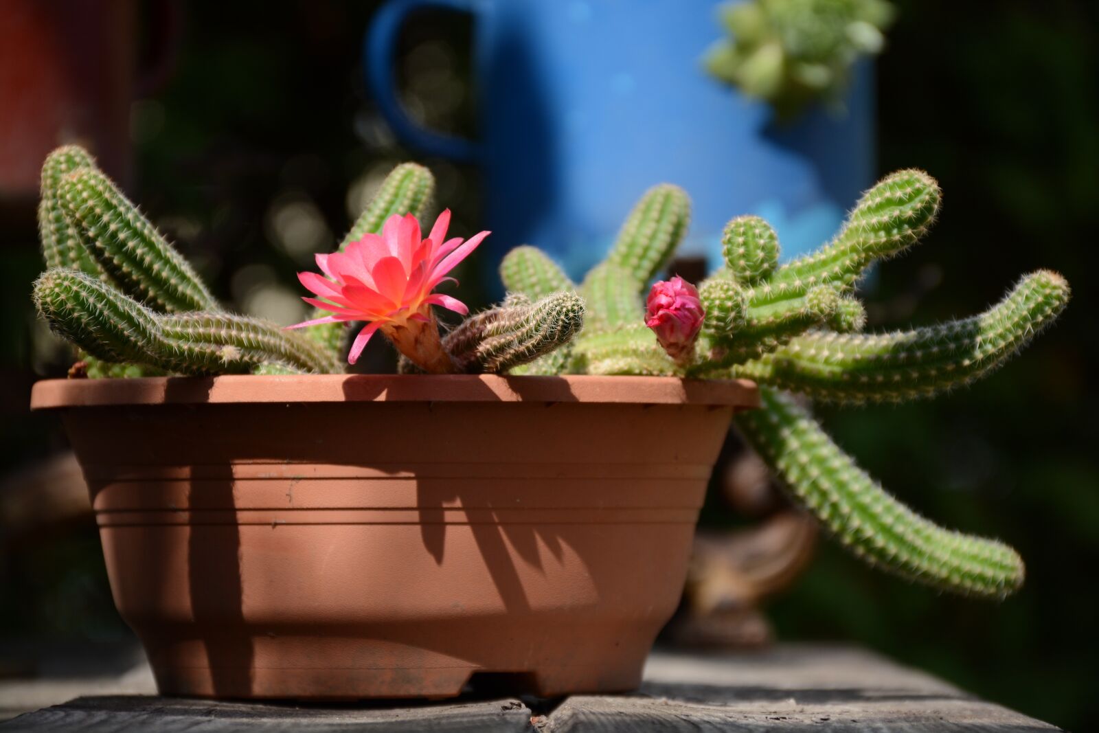 Nikon D7100 sample photo. Cactus, red, plant photography