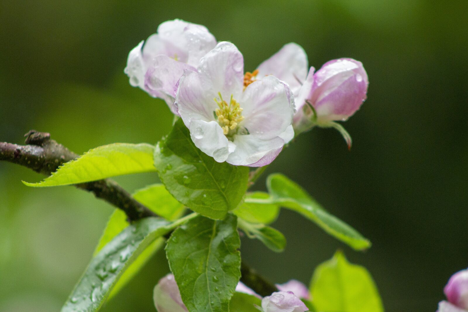 Canon EOS 1100D (EOS Rebel T3 / EOS Kiss X50) + Canon EF75-300mm f/4-5.6 sample photo. Apple blossom, spring, raindrops photography