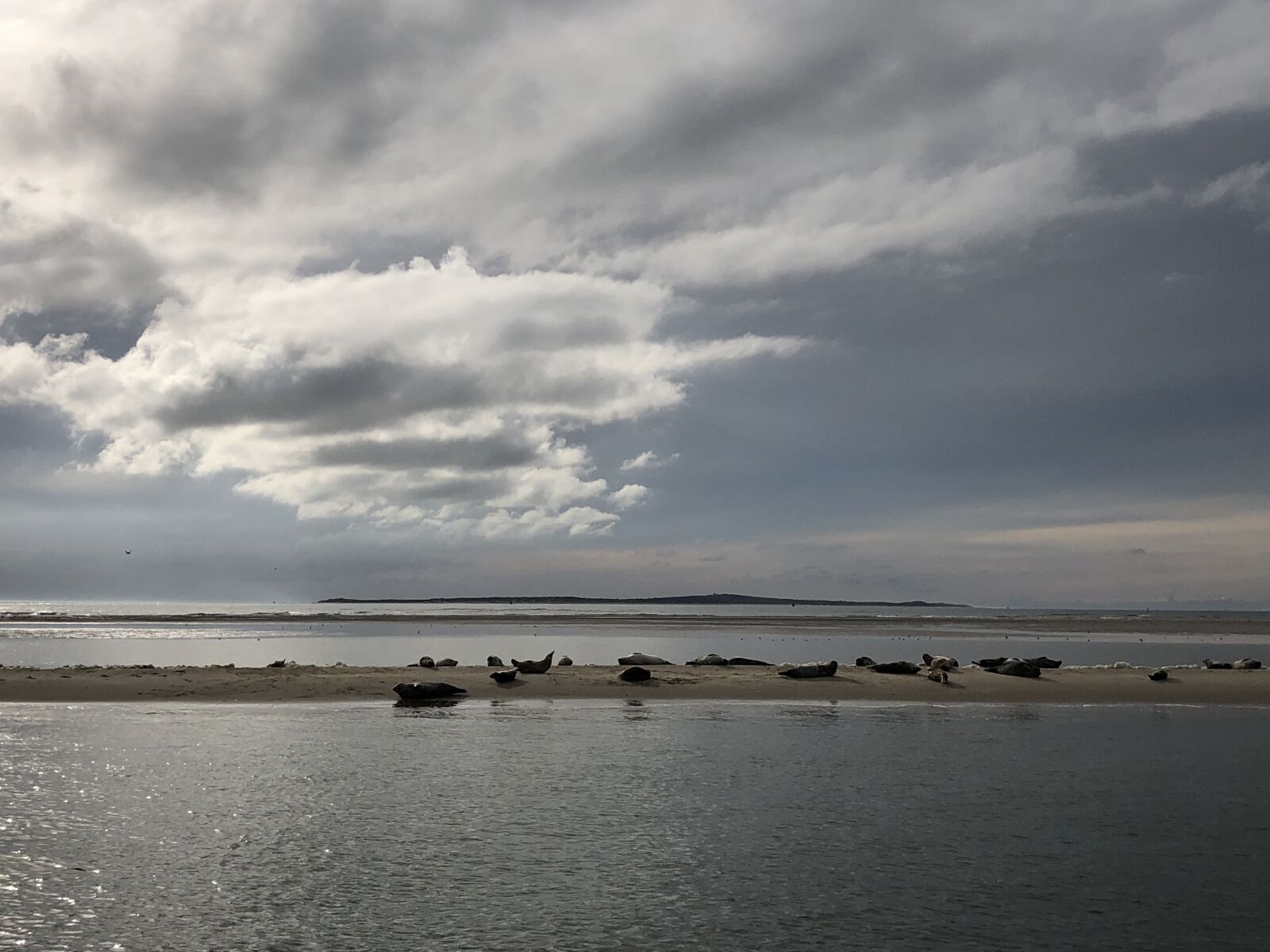 Apple iPhone 8 sample photo. Water, vlieland, seals photography