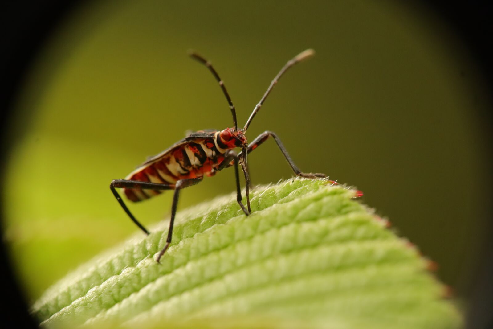 Canon EF-M 15-45mm F3.5-6.3 IS STM sample photo. Insect, nature, bug photography