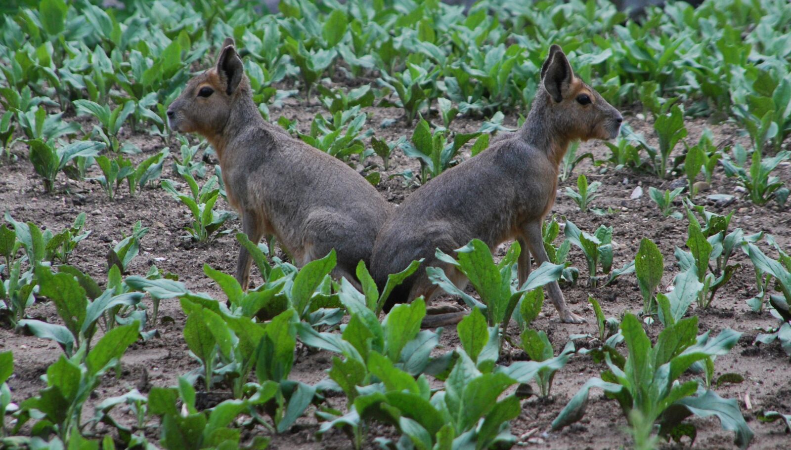 Nikon D60 sample photo. Rabbits, symmetry, sitting photography