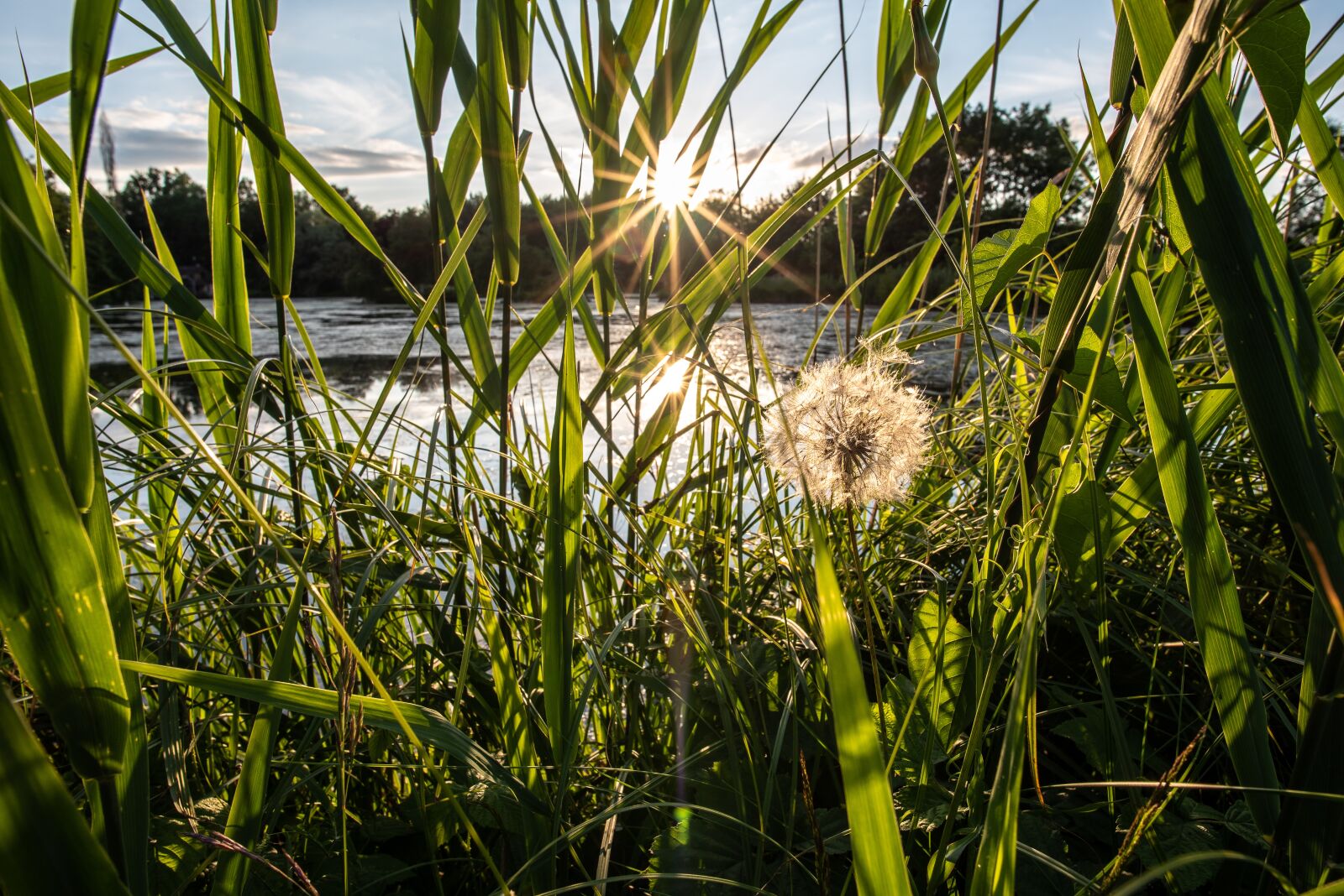 Nikon D750 sample photo. Dandelion, sun, flower photography