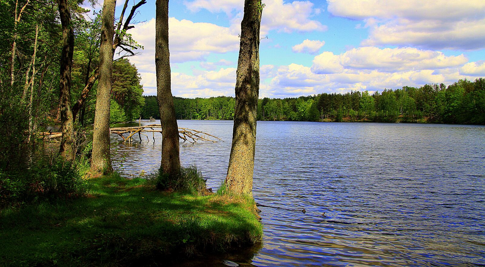 Canon EOS 50D sample photo. Lake, forest, tree photography