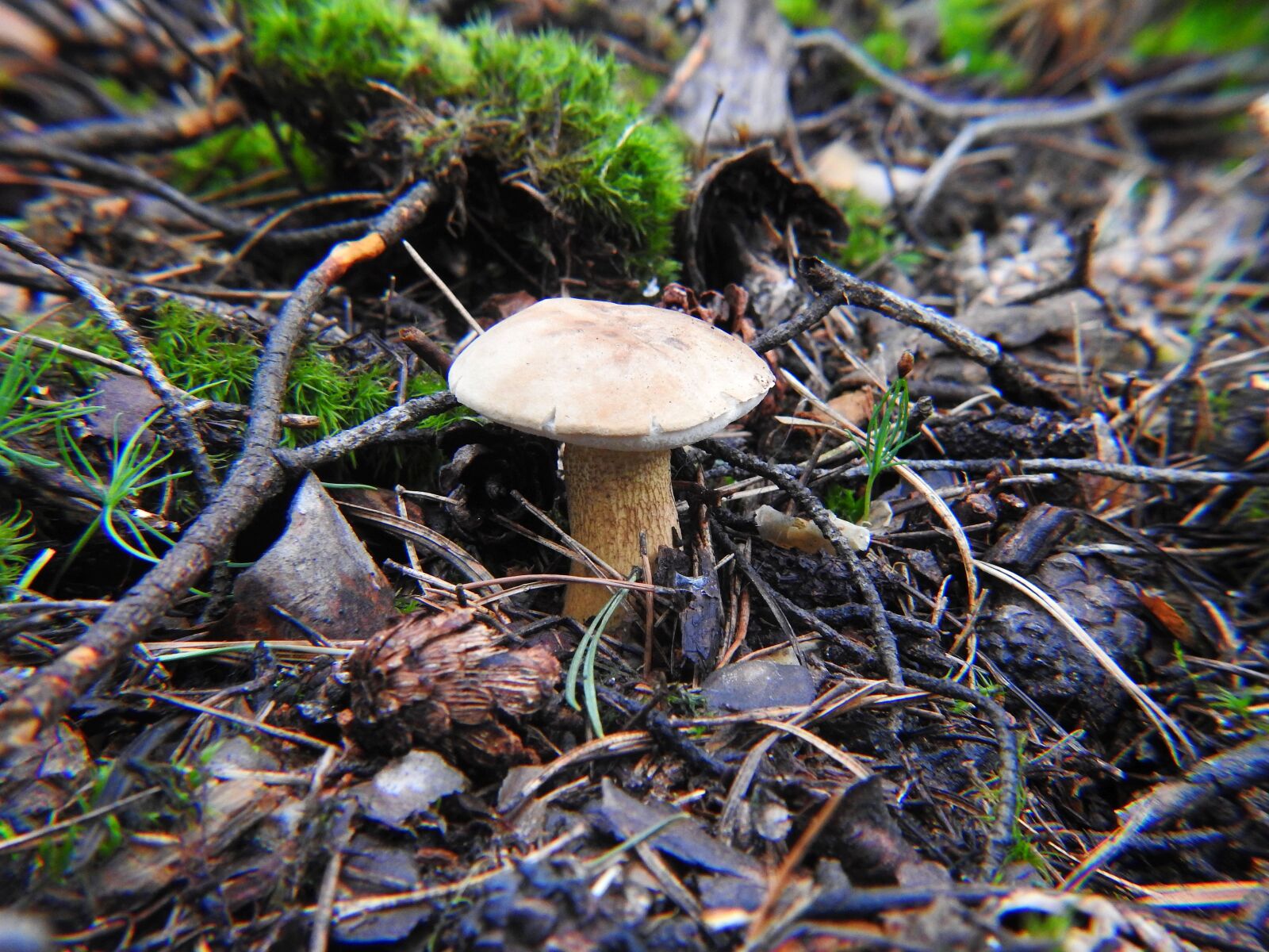 Nikon Coolpix P900 sample photo. Mushroom, mycelium, boletus photography