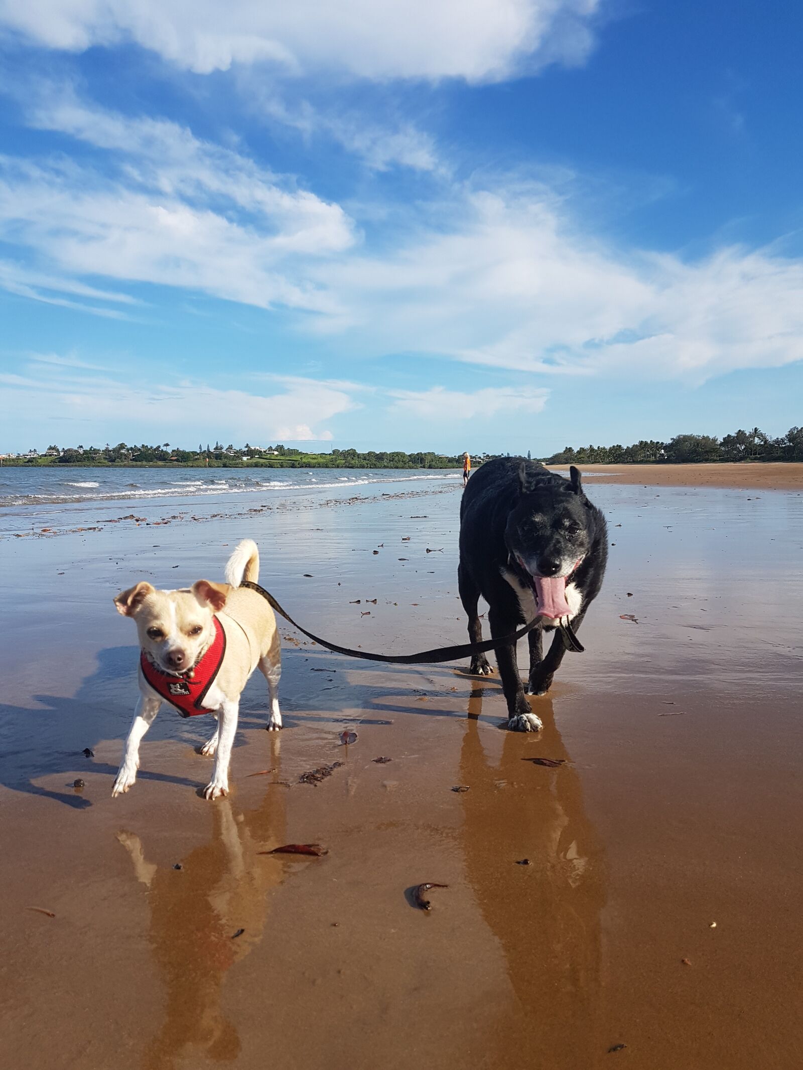 Samsung Galaxy S7 sample photo. Beach, dogs, sunny photography