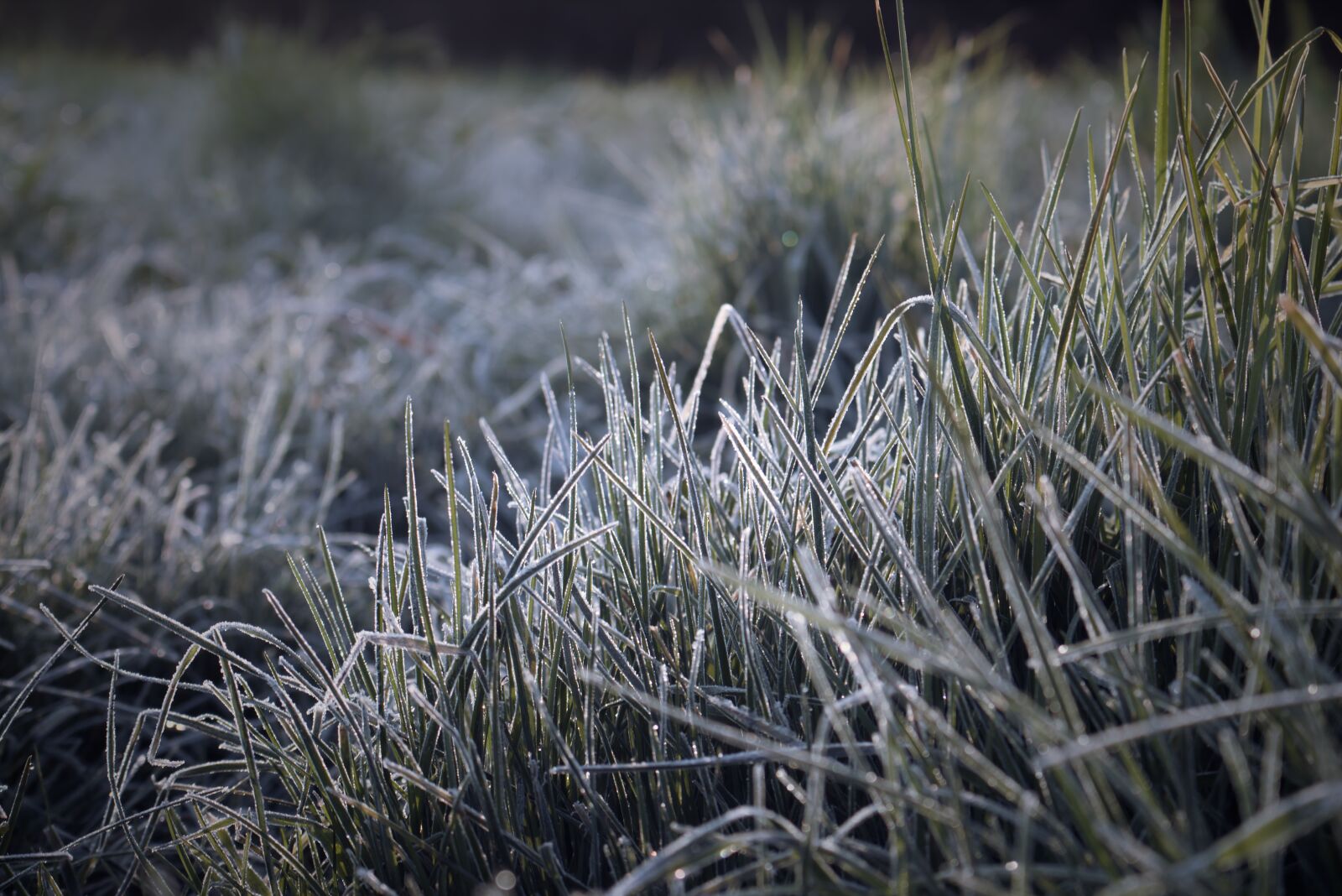 Canon EOS 70D + Canon EF-S 18-55mm F3.5-5.6 IS STM sample photo. Morning frost, grass, halm photography