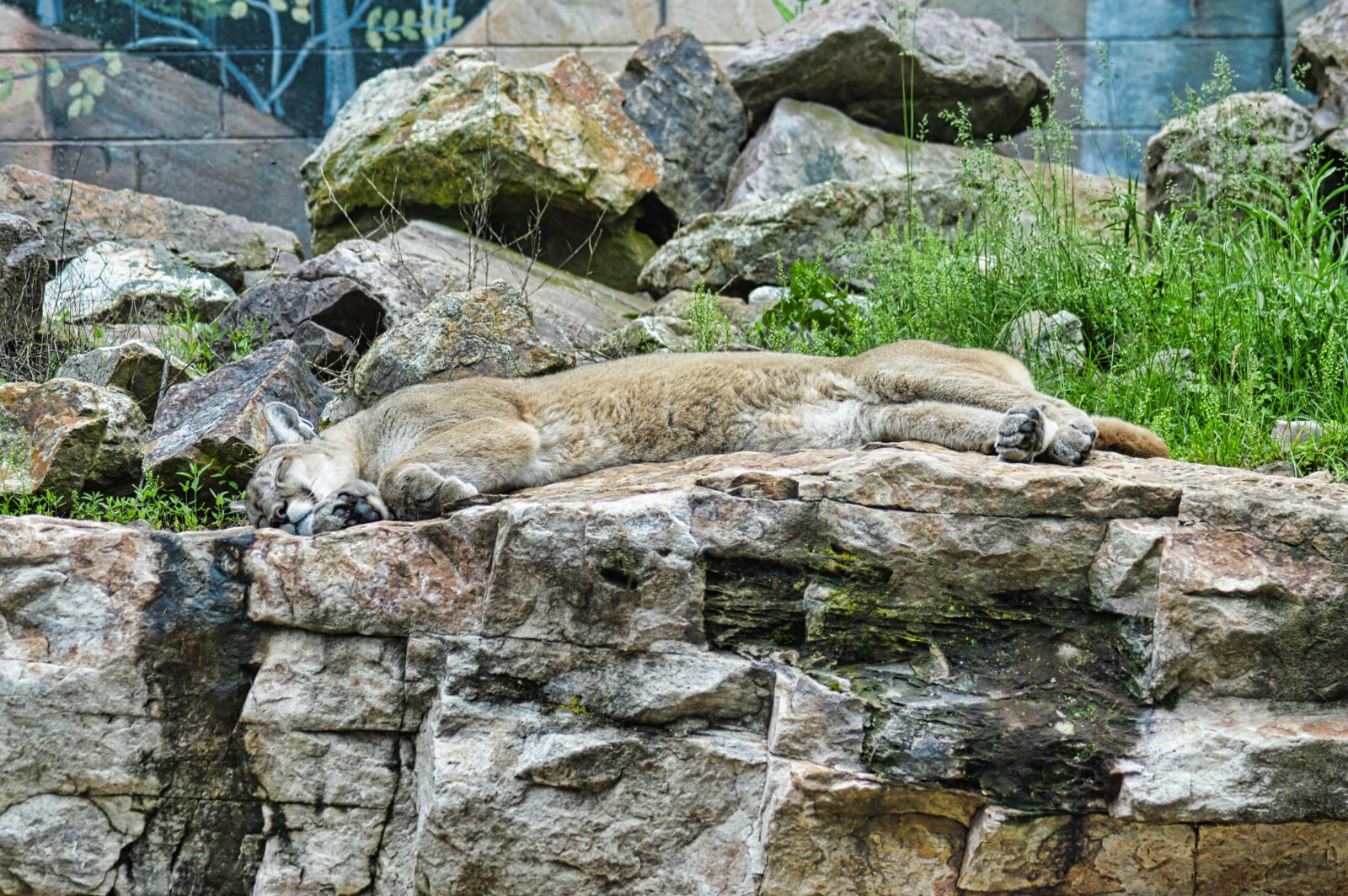 Nikon D3200 sample photo. Lion, puma, wildlife photography
