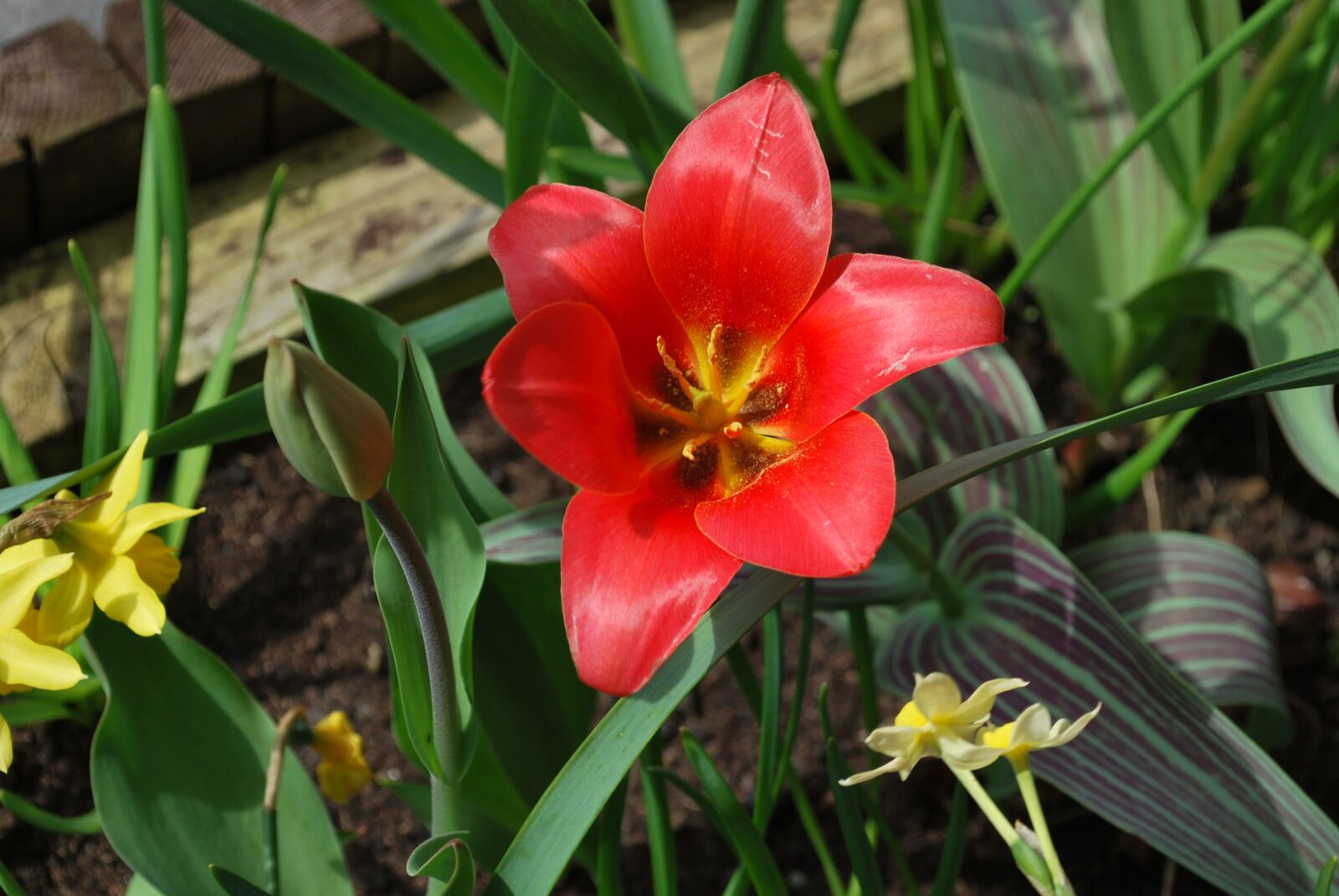 Nikon D60 sample photo. Red lily, lily, wild photography