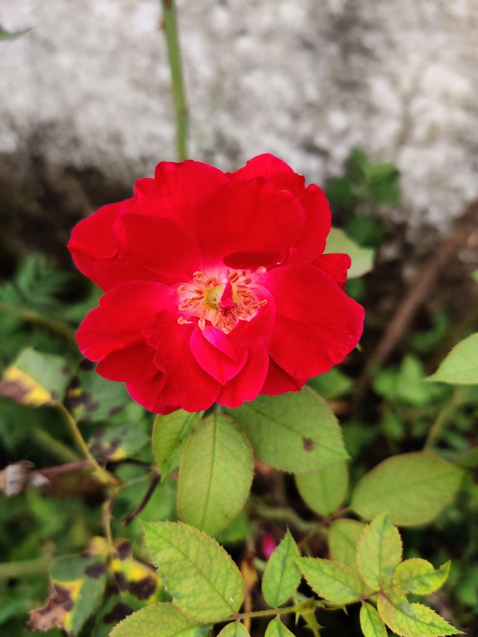 OnePlus HD1901 sample photo. Roses, pink rose, flowers photography