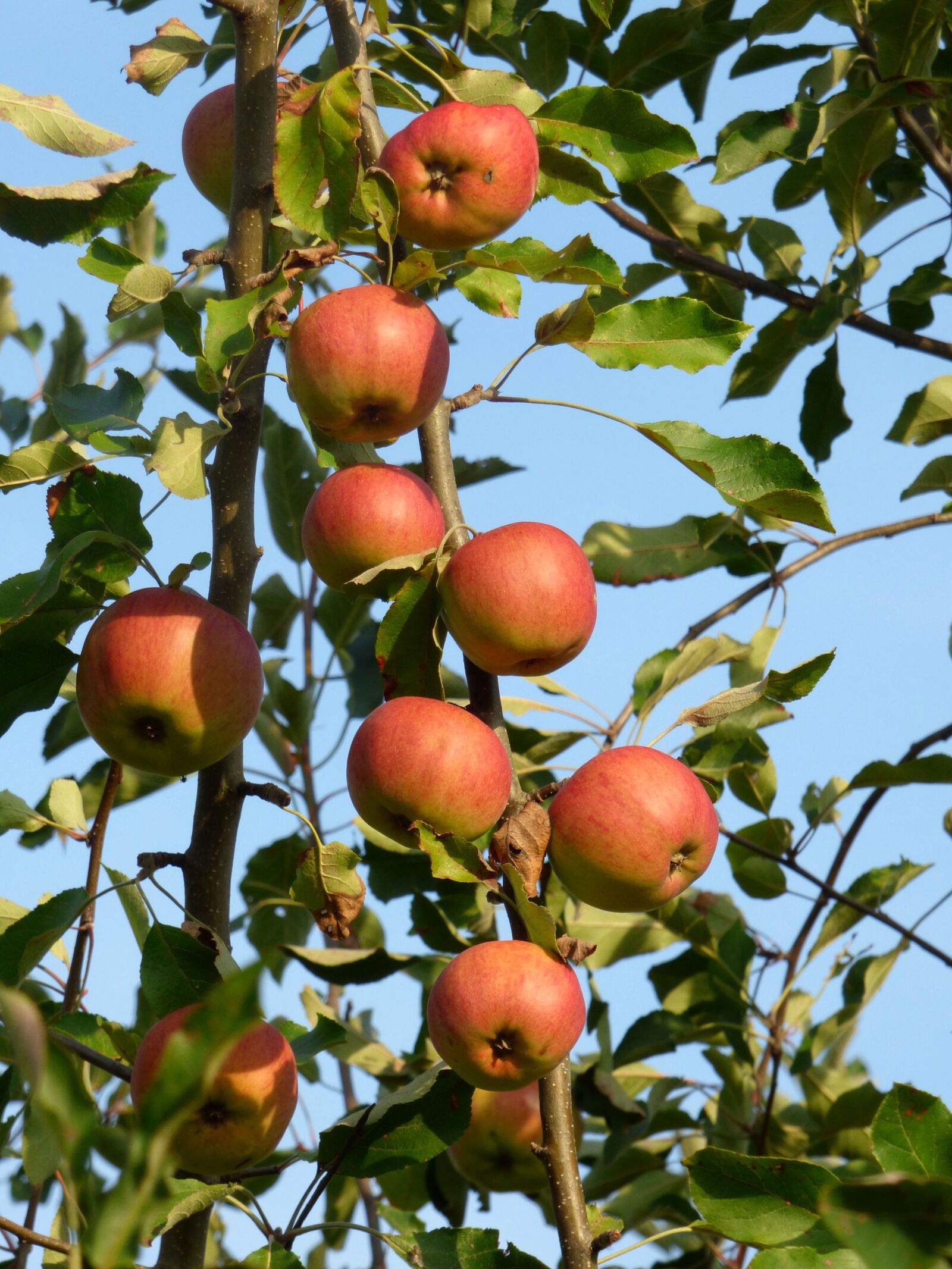 Panasonic DMC-FZ72 sample photo. Apples, fruit, costs photography