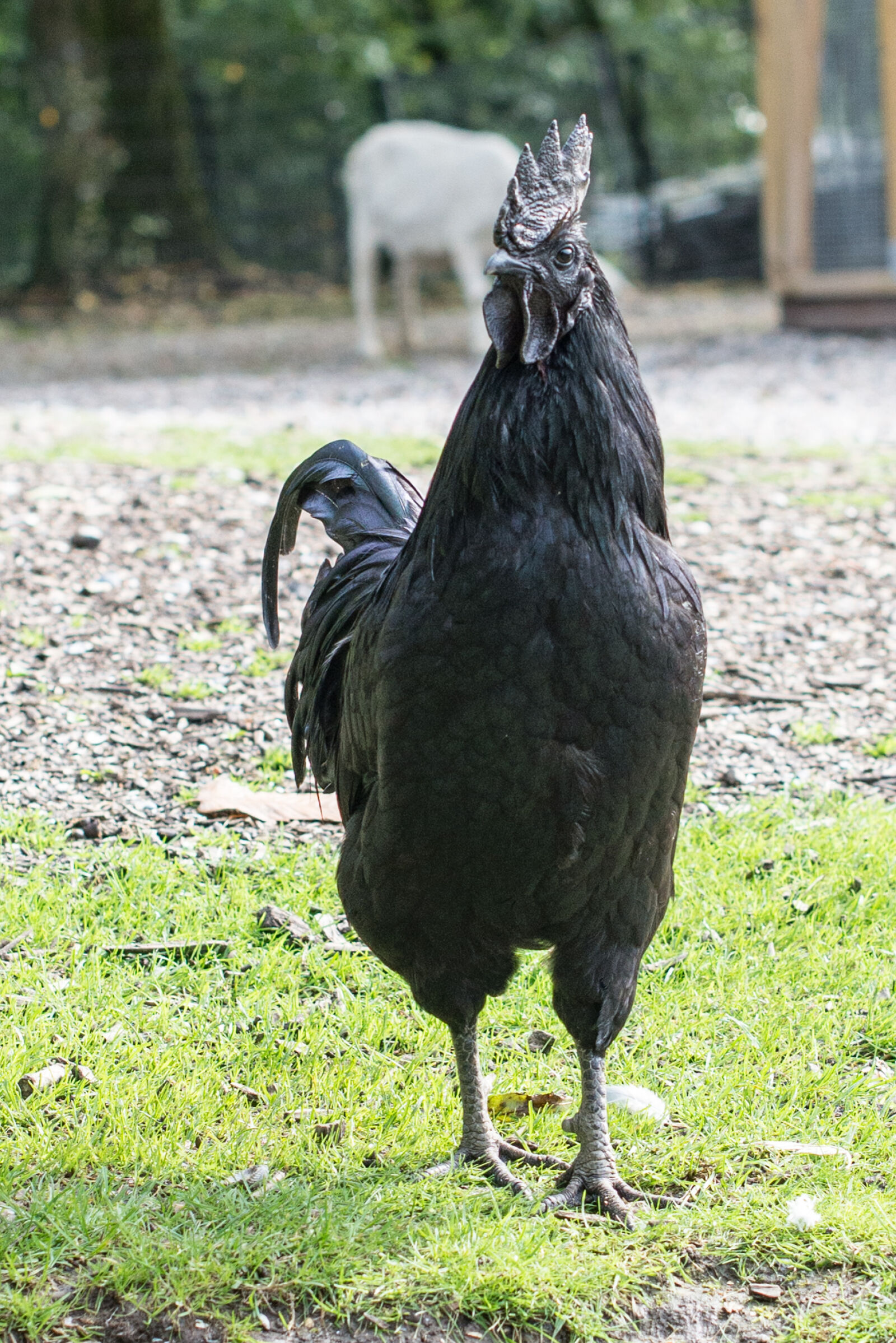 Nikon D600 sample photo. Animal, bird, black, chicken photography