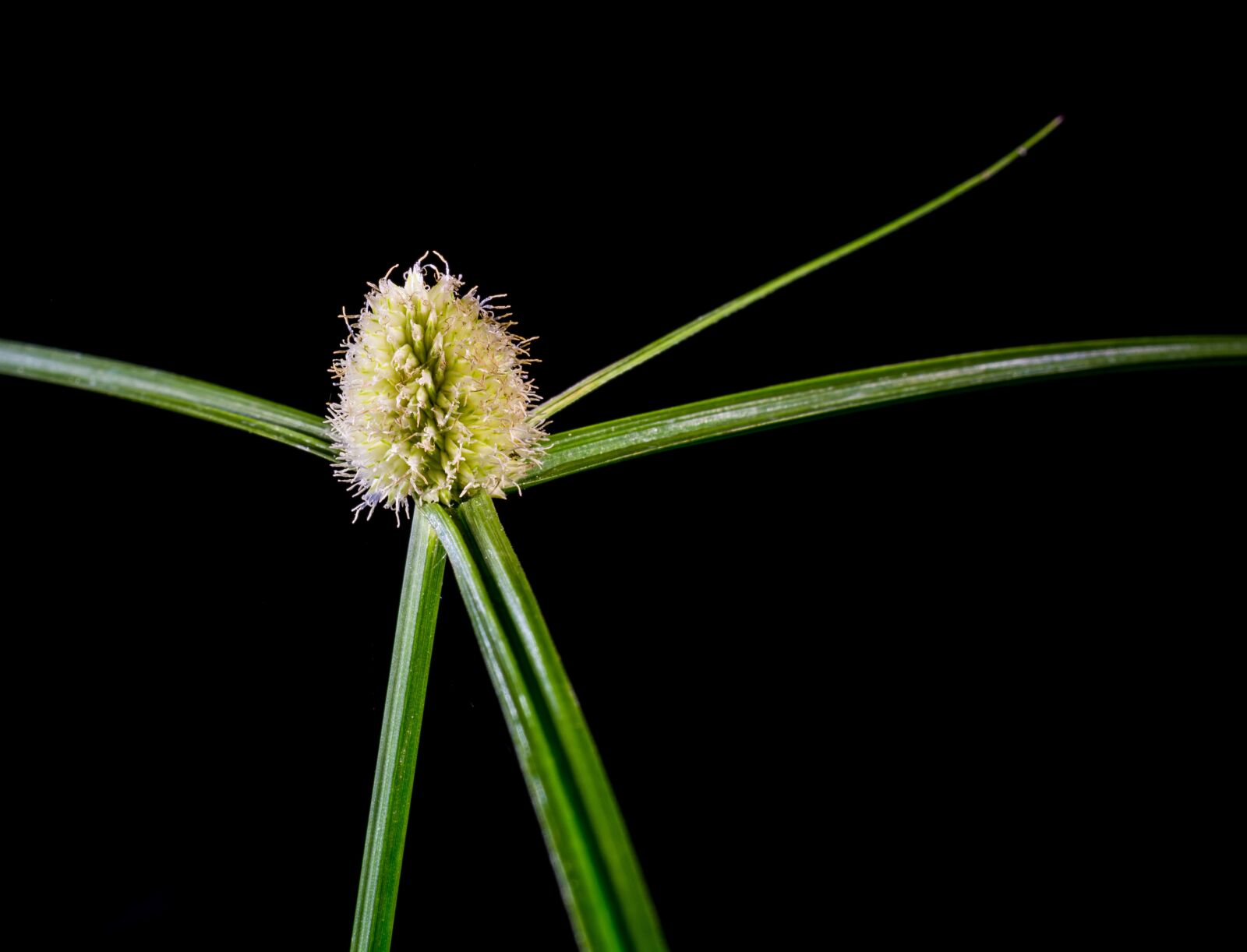 Nikon D5200 sample photo. Grass, weed, blossom photography