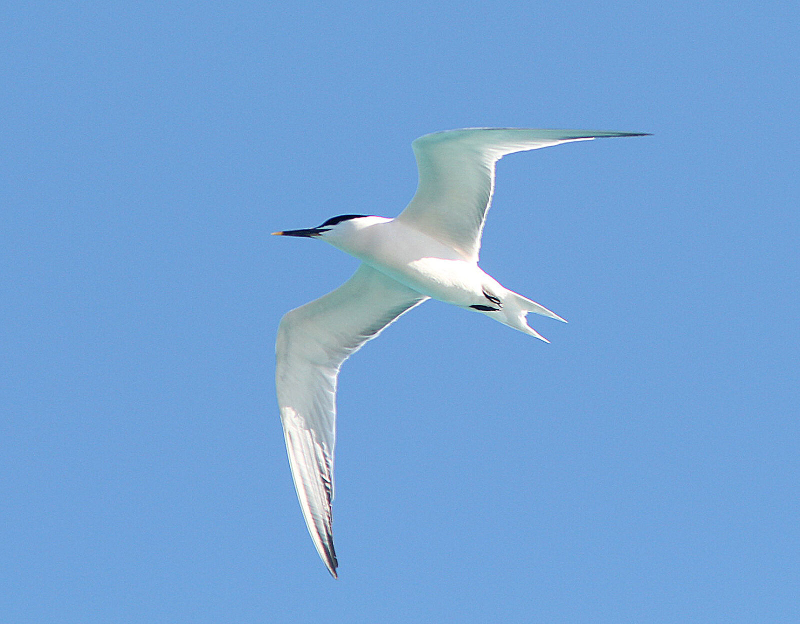 Canon EF 300mm F4L IS USM sample photo