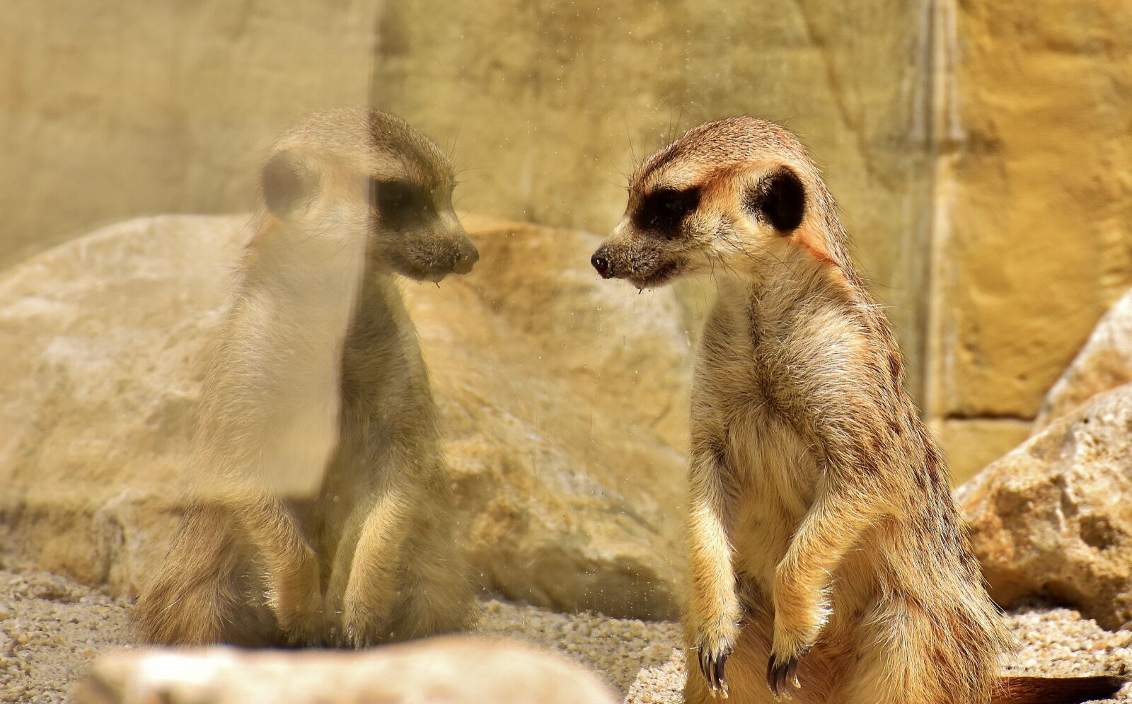 Nikon D7200 sample photo. Meerkat, animal, nature photography