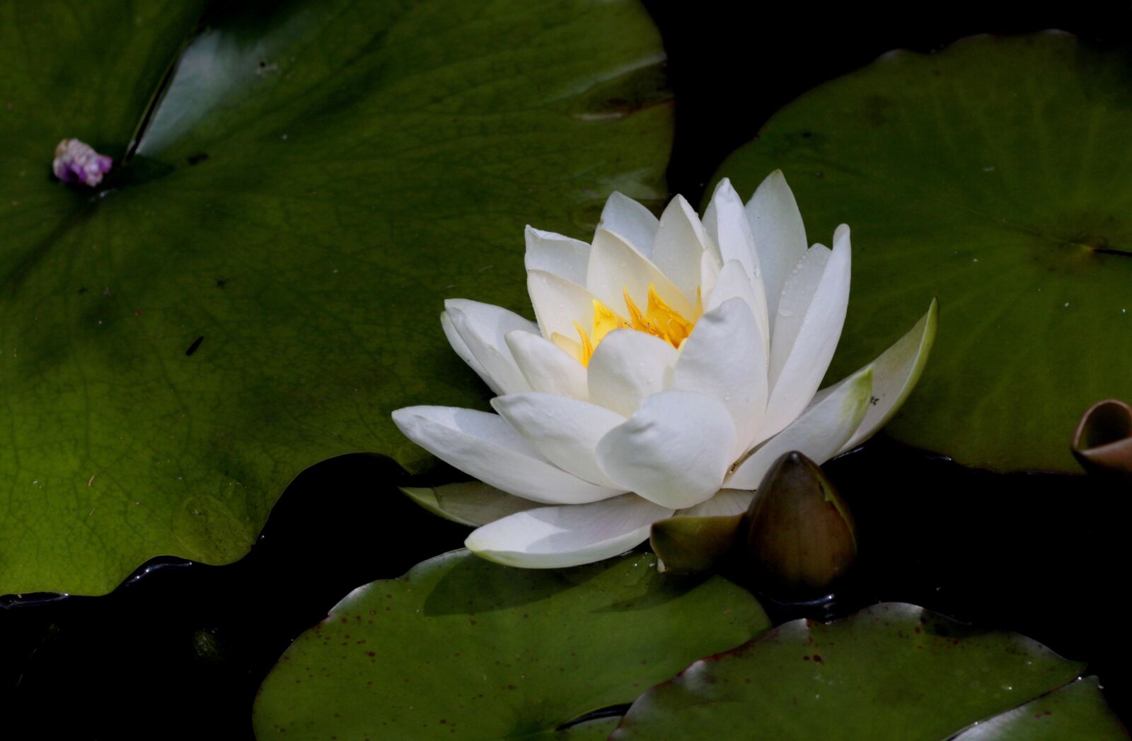 Canon EF 50mm F1.8 STM sample photo. Nymphaea alba, water lily photography
