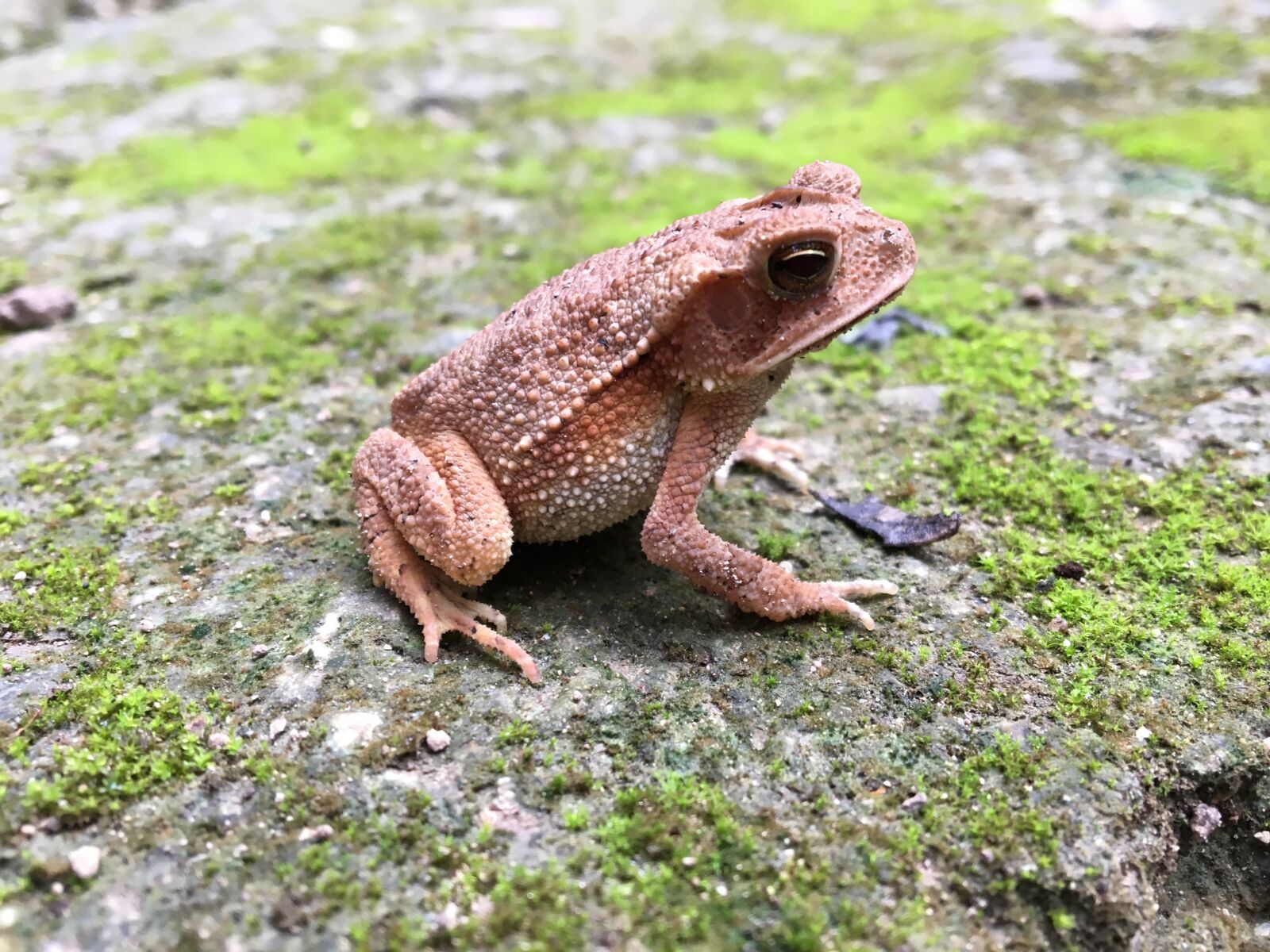 Apple iPhone 6s sample photo. Animals, frog, nature photography