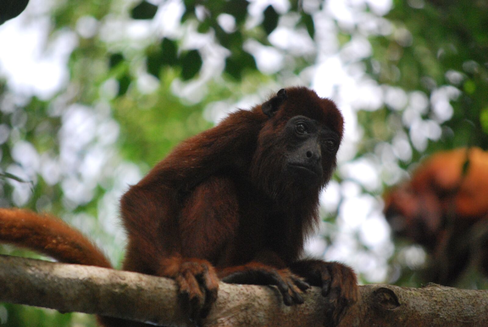 Nikon D60 sample photo. Mono, animal, nature photography