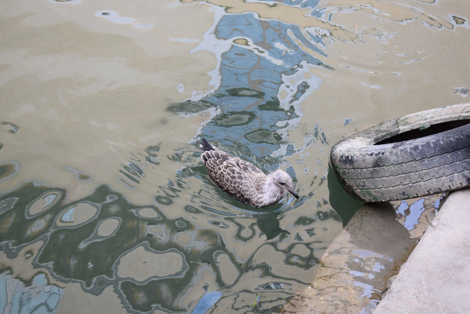 Nikon D5300 sample photo. Water, gull, bird photography