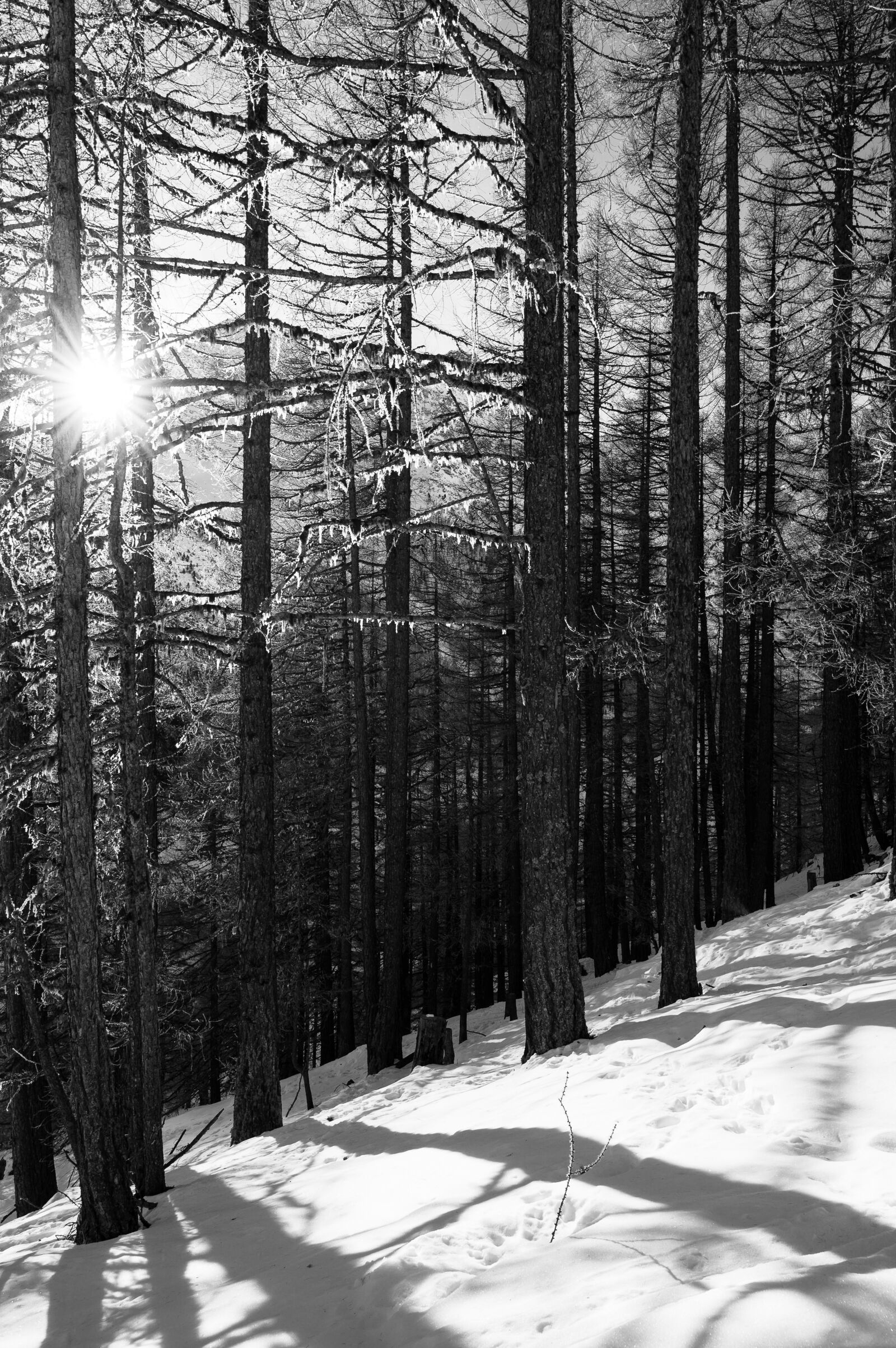 Nikon Z6 + Nikon Nikkor Z 24-70mm F4 S sample photo. Winter, forest, snow photography