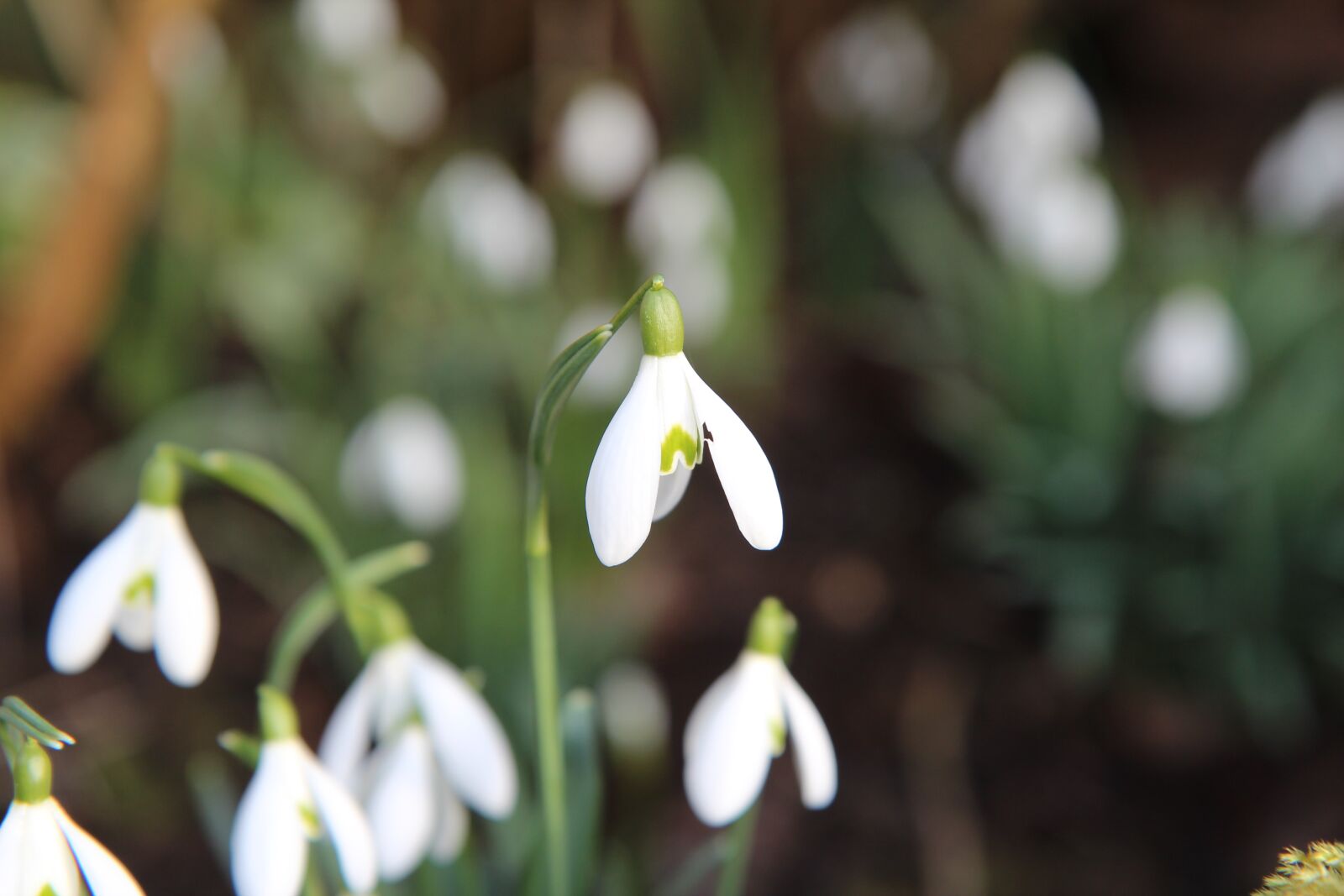 Canon EOS 600D (Rebel EOS T3i / EOS Kiss X5) sample photo. Perce-neige, flowers, bulb photography