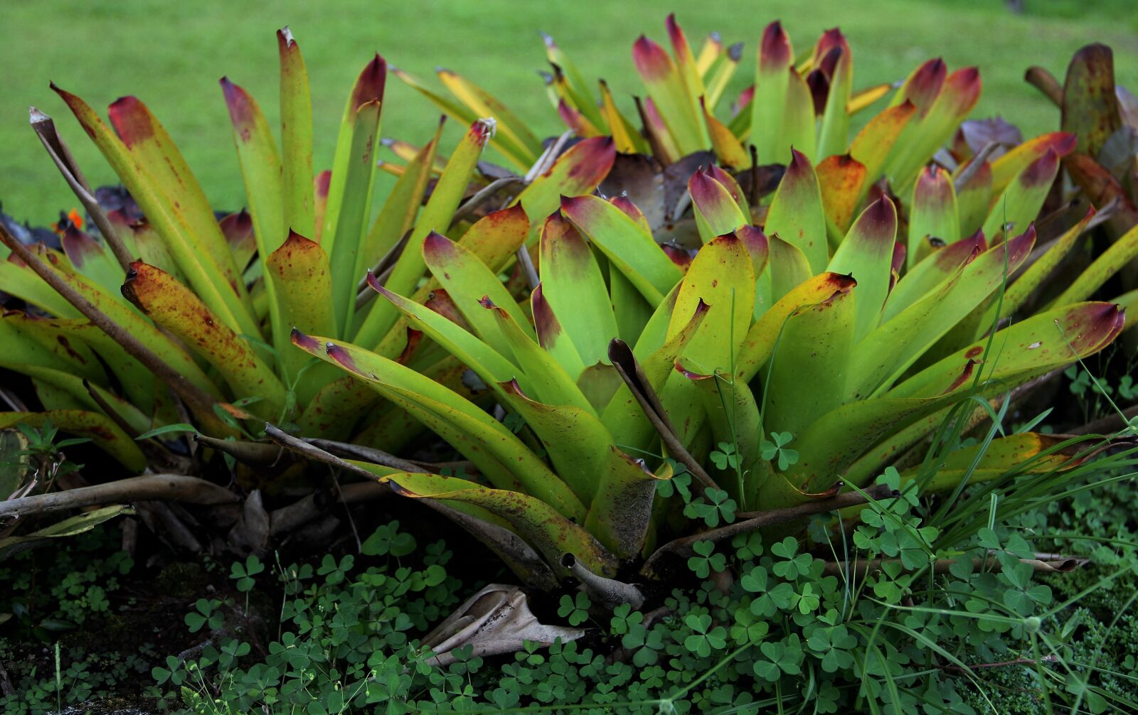 Canon EOS 550D (EOS Rebel T2i / EOS Kiss X4) sample photo. Genus, exotic plant, exotic photography