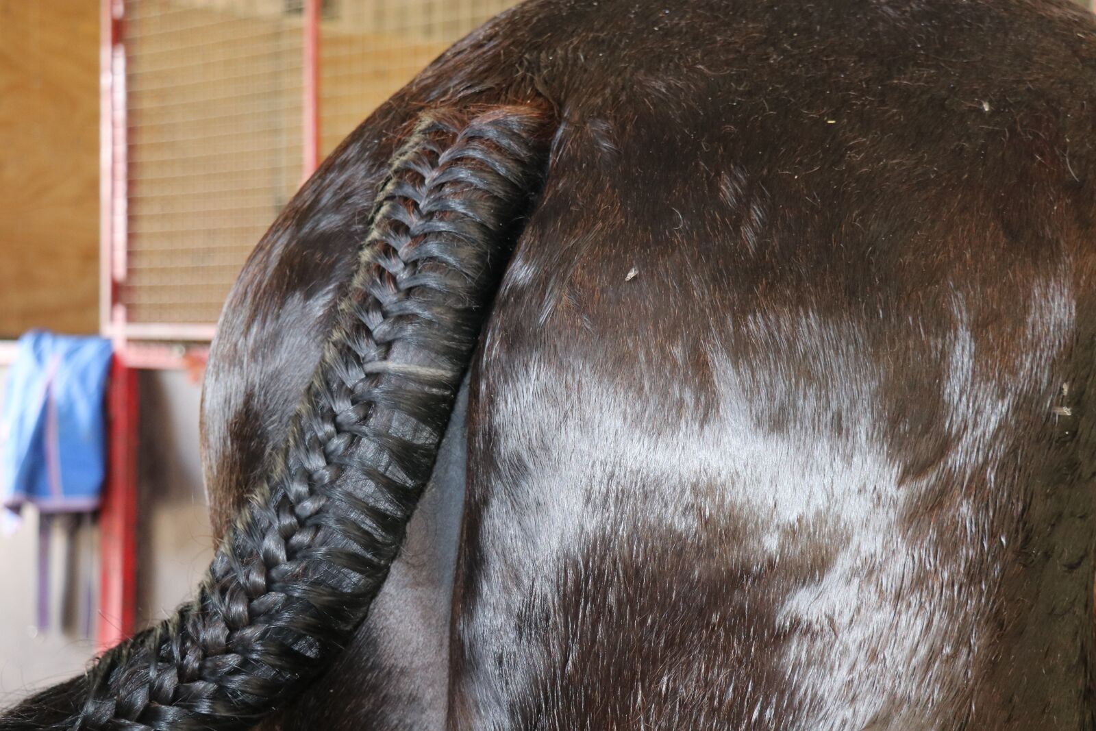 Canon EOS 80D sample photo. Horse braid, horse tail photography