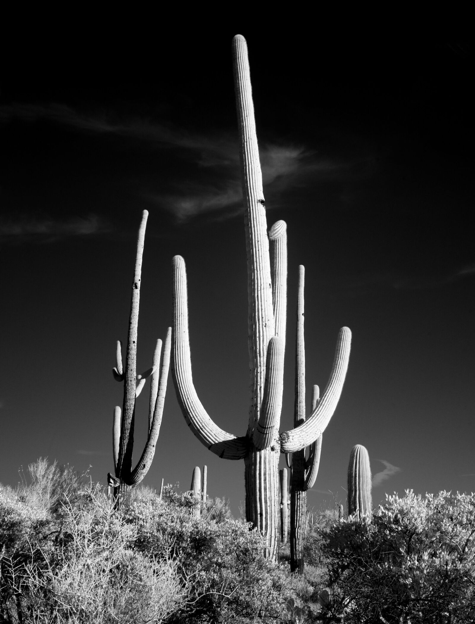 Canon EOS 5D sample photo. Cactus, sw, black and photography