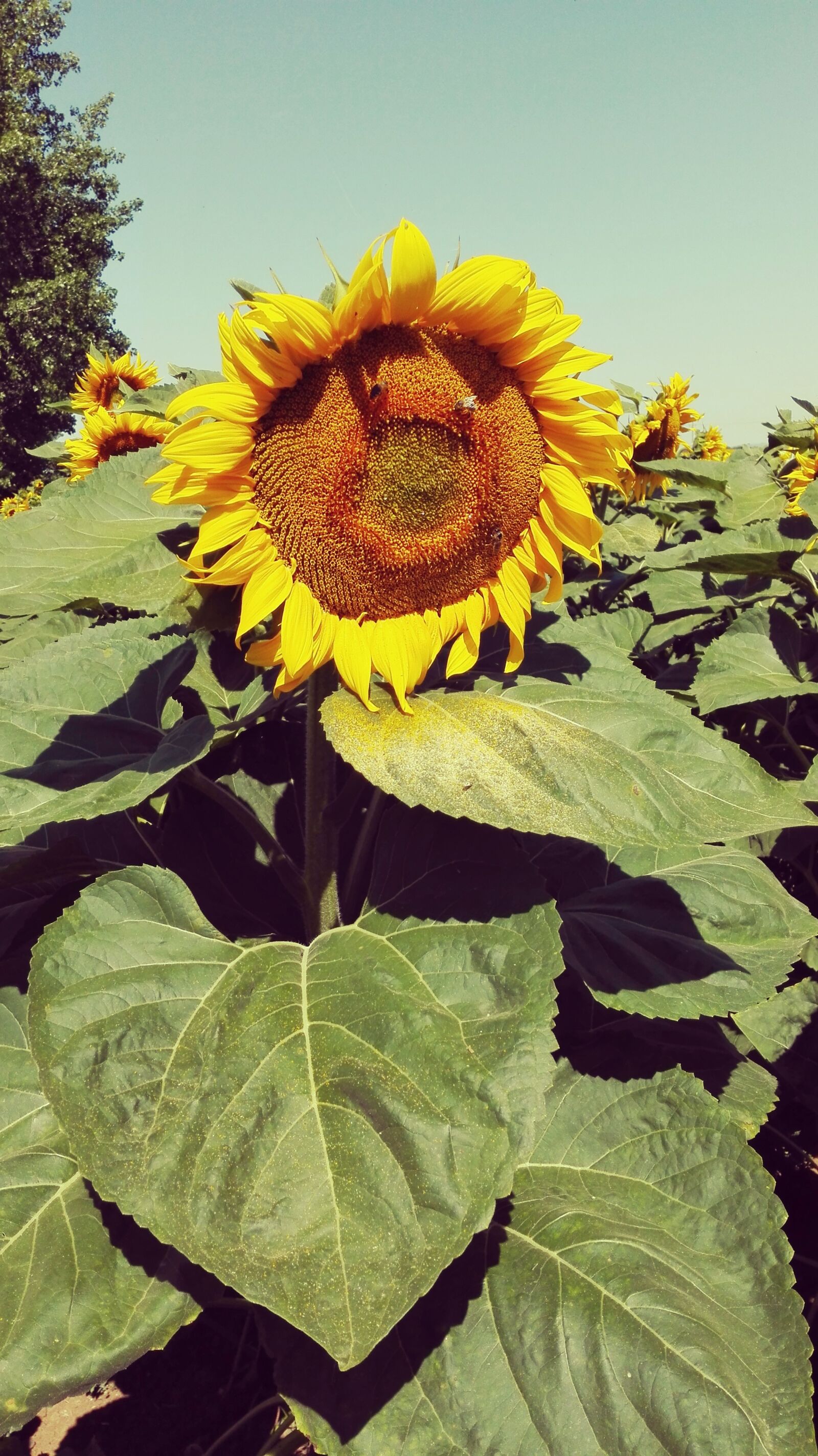 HUAWEI Che2-L11 sample photo. Sunflower, yellow, plant photography