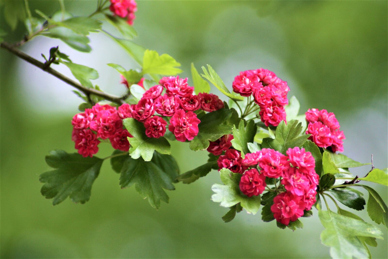 Canon EOS 1000D (EOS Digital Rebel XS / EOS Kiss F) sample photo. Flowers, hawthorn, walk in photography