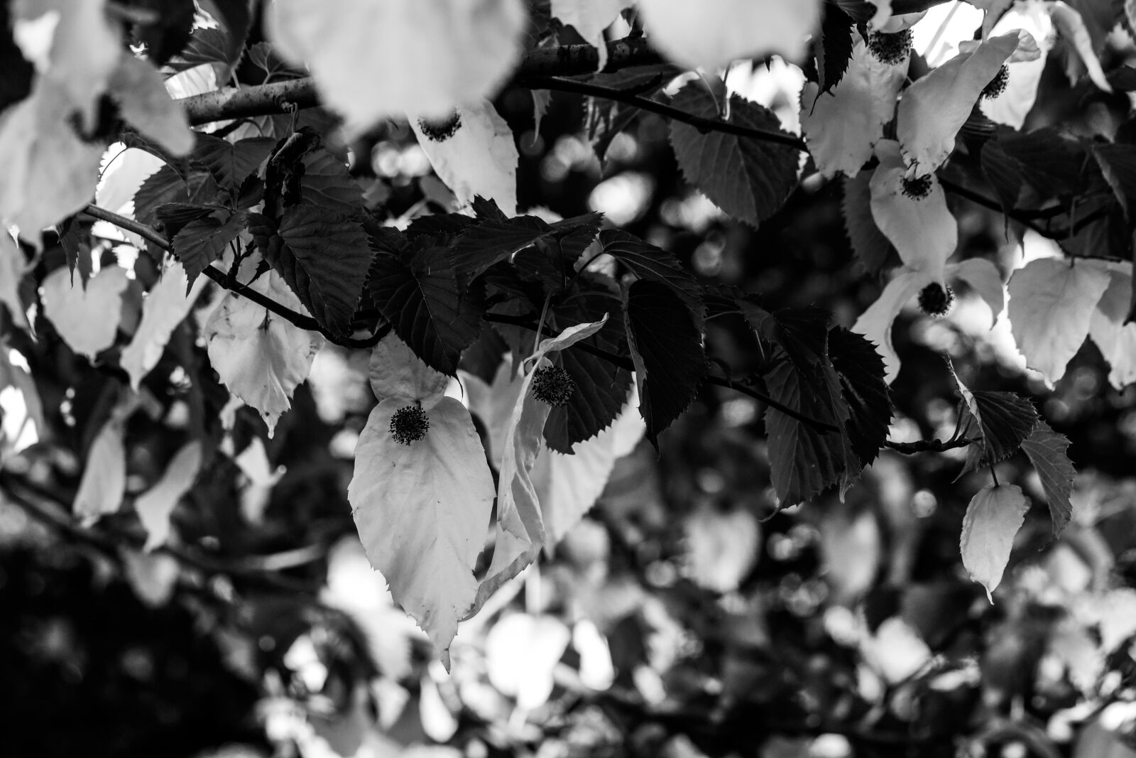 Canon EOS R sample photo. Davidia involucrata, tree, nature photography
