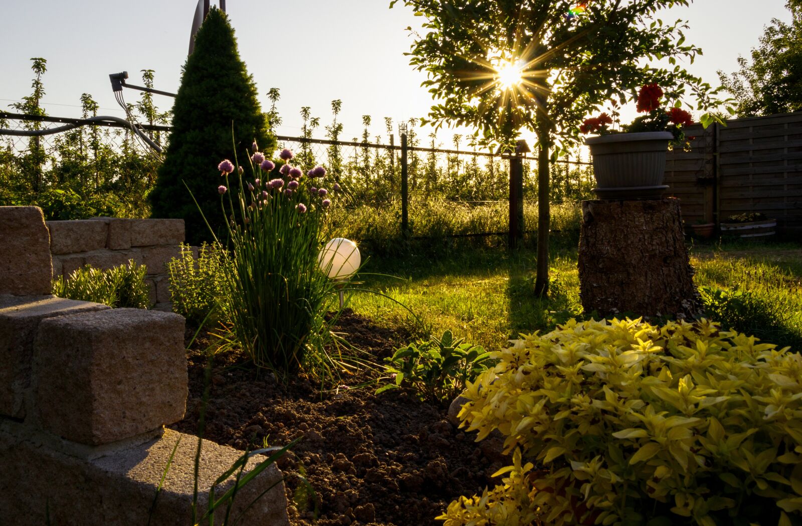 Canon EF-S 18-135mm F3.5-5.6 IS USM sample photo. Evening sun, garden, nature photography