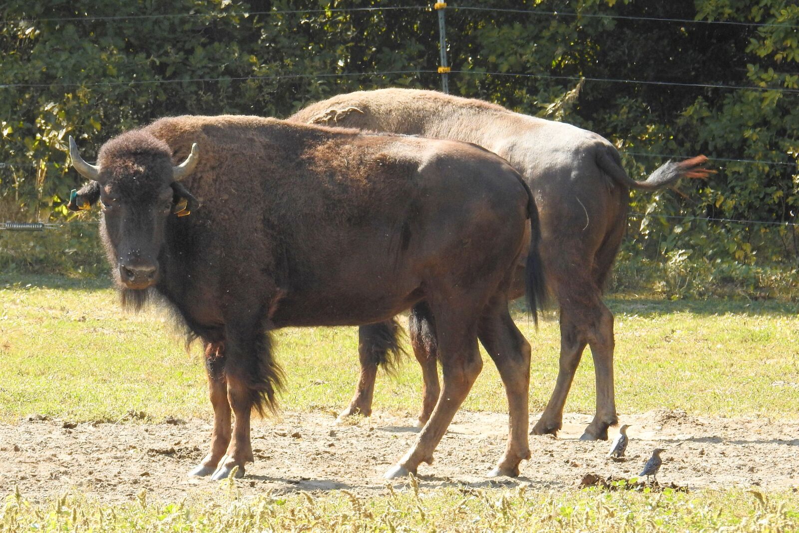Nikon Coolpix P900 sample photo. Bison, wild, american buffalo photography