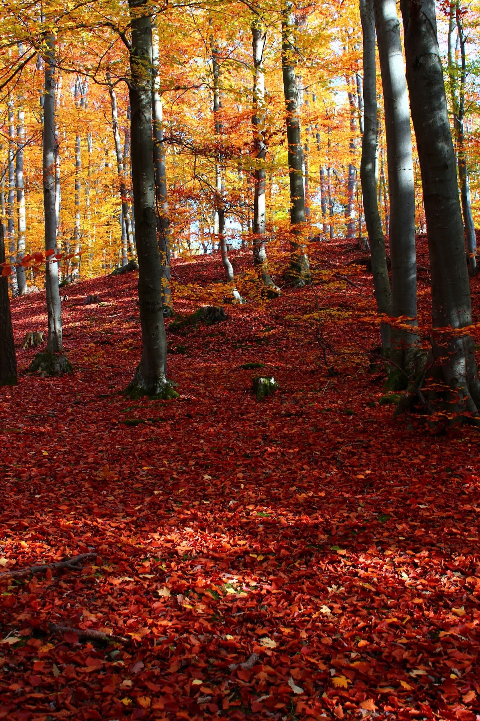 Canon EOS 600D (Rebel EOS T3i / EOS Kiss X5) sample photo. Autumn, red, orange photography