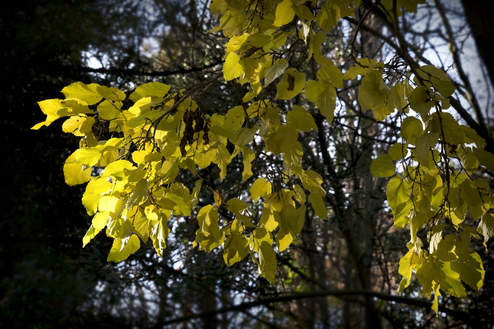 Canon EOS 6D sample photo. Leaves, tree, yellow photography