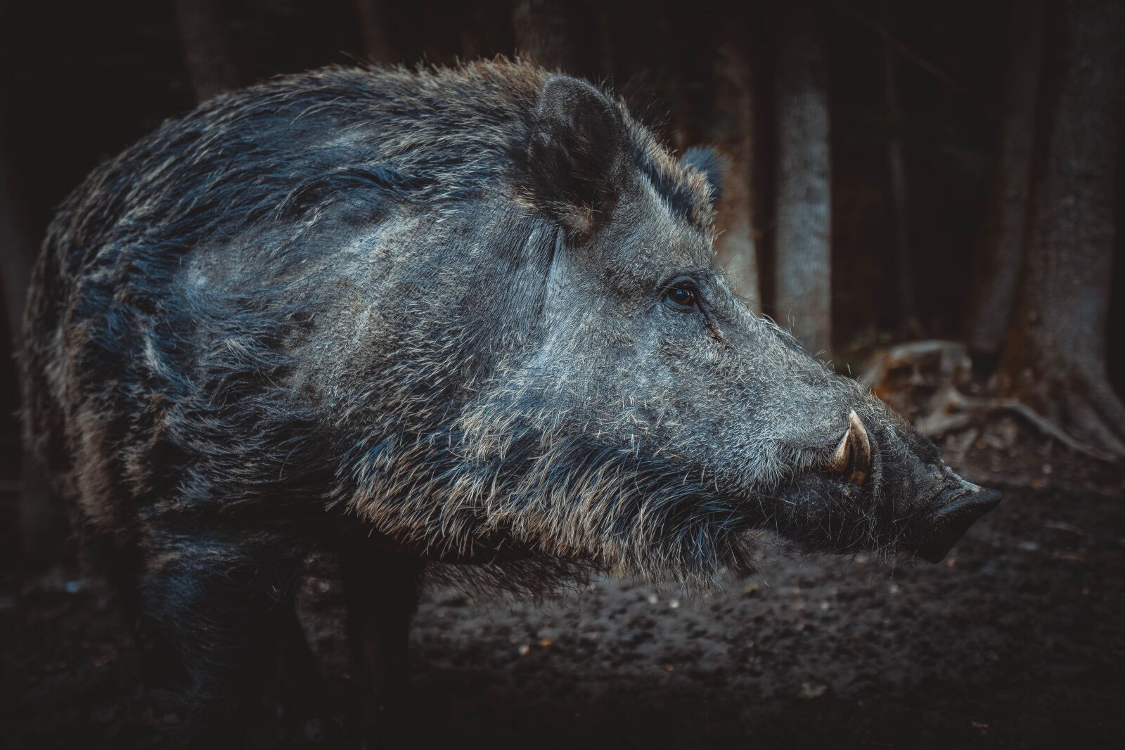 Sony a6400 + Sigma 16mm F1.4 DC DN | C sample photo. Wild boar, pig, sows photography
