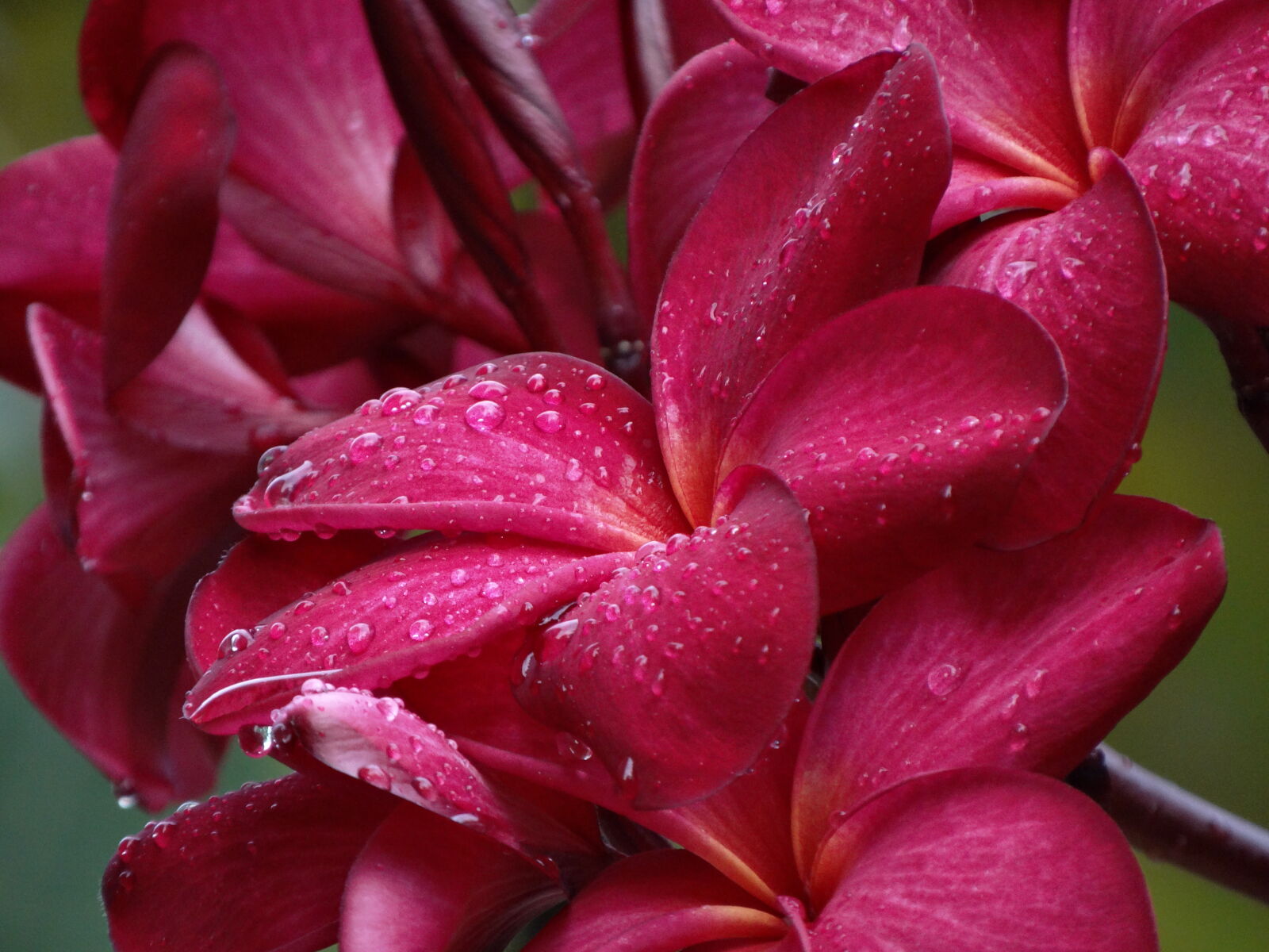 Sony Cyber-shot DSC-HX300 sample photo. Dew, dewdrop, dewdrops, drop photography