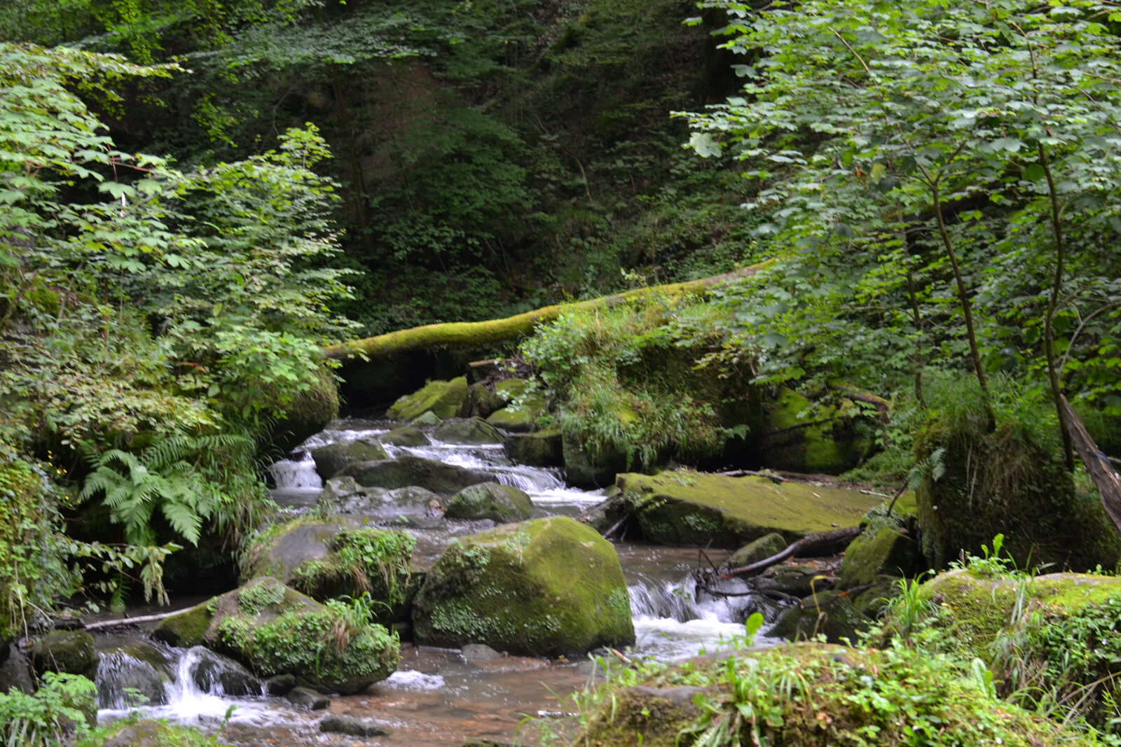 Nikon D3100 + Nikon AF-S DX Nikkor 35mm F1.8G sample photo. Creek, forest, green, luxembourg photography