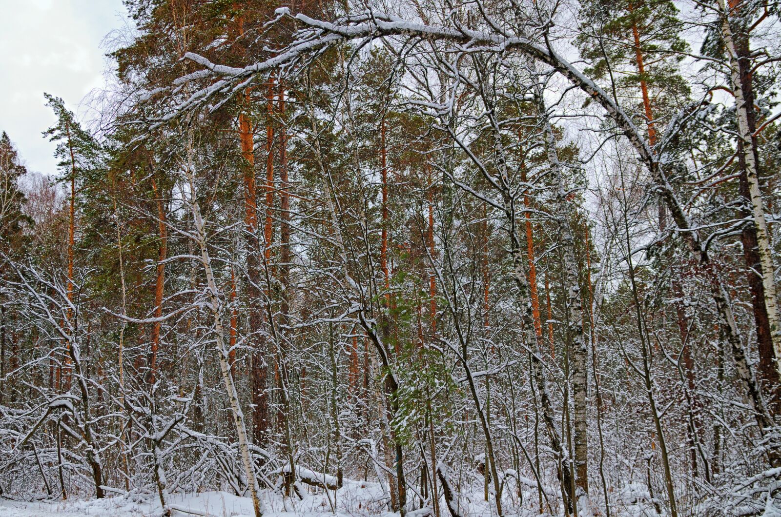 Pentax K-500 sample photo. Winter, snow, forest photography