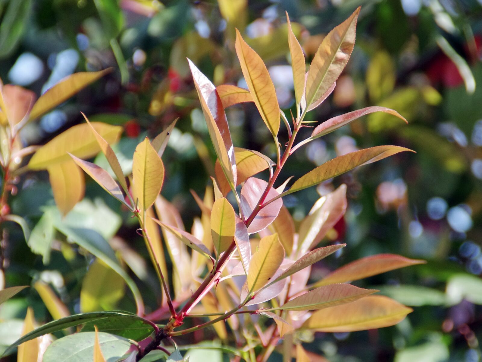 Pentax K-5 sample photo. Photinia, rosacea, pink photography