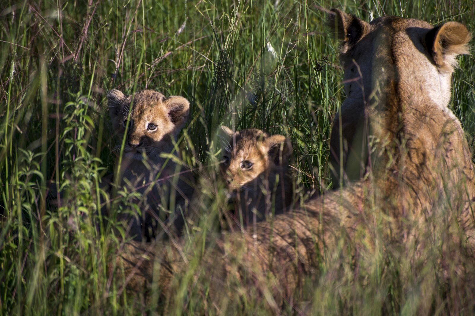 Nikon D4 sample photo. Lions, puppies, leon photography