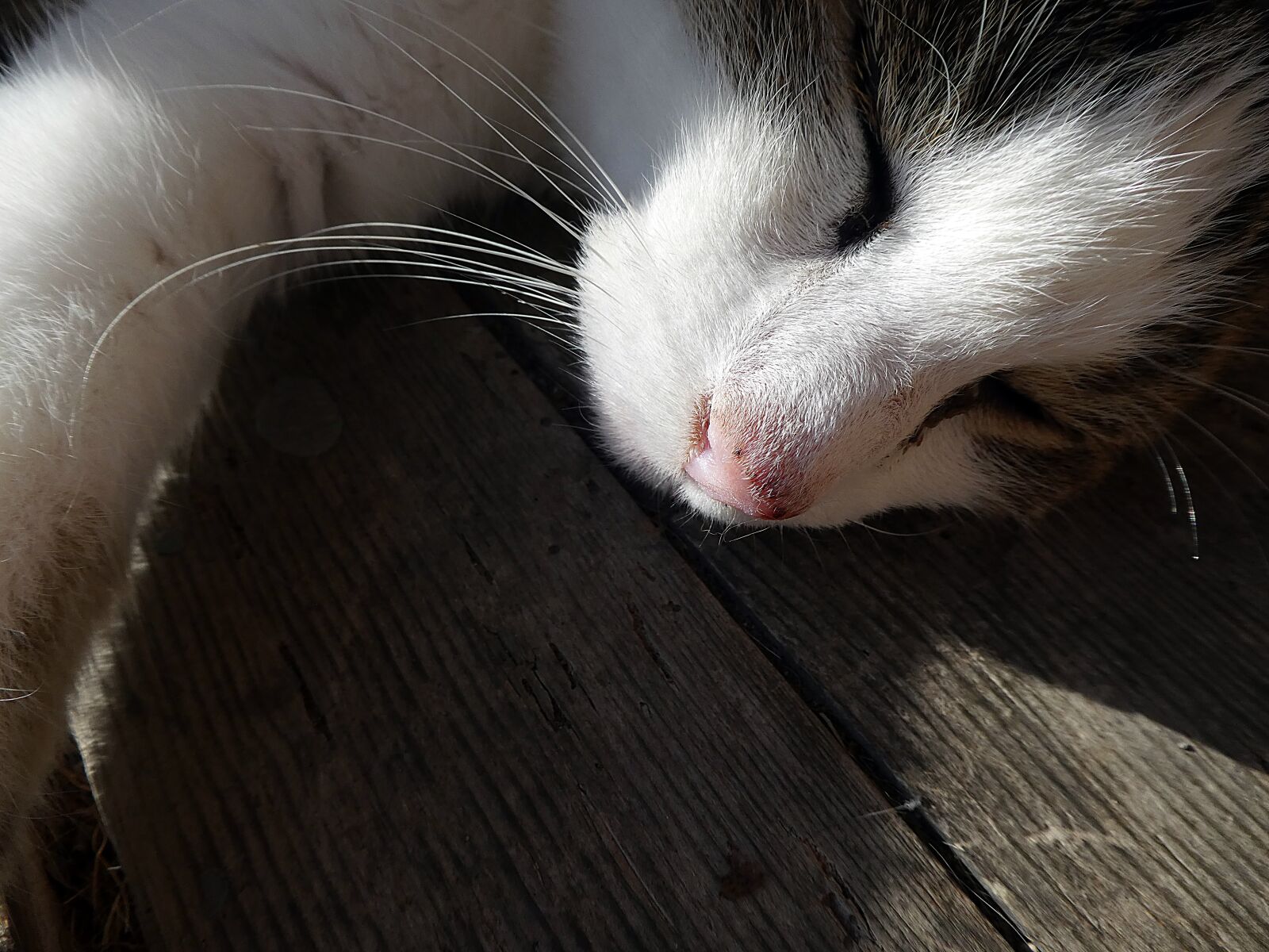 Panasonic DMC-TZ81 sample photo. Cat, sleep photography