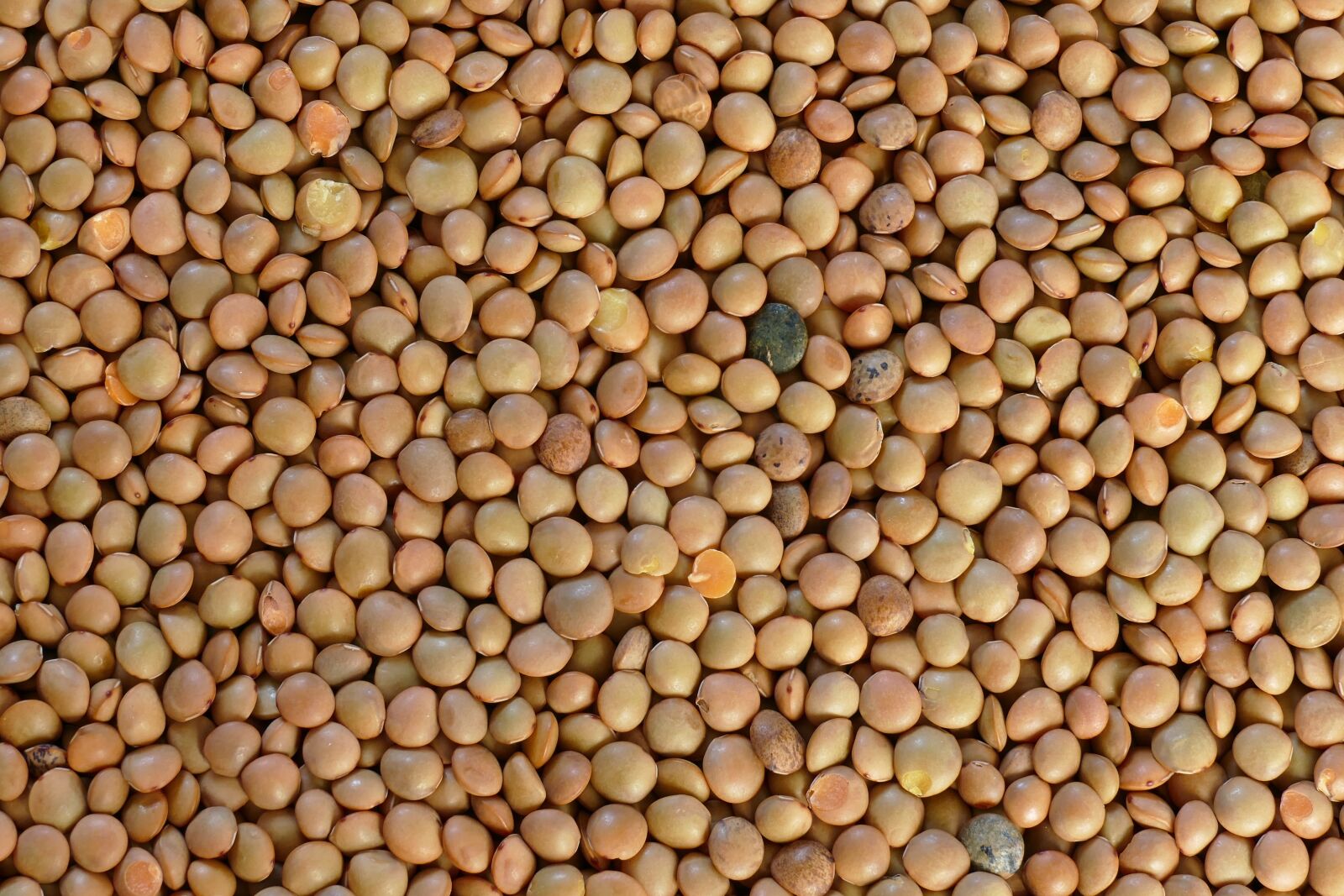 Panasonic Lumix DMC-FZ1000 sample photo. Umbrian mountain lentils, lenses photography